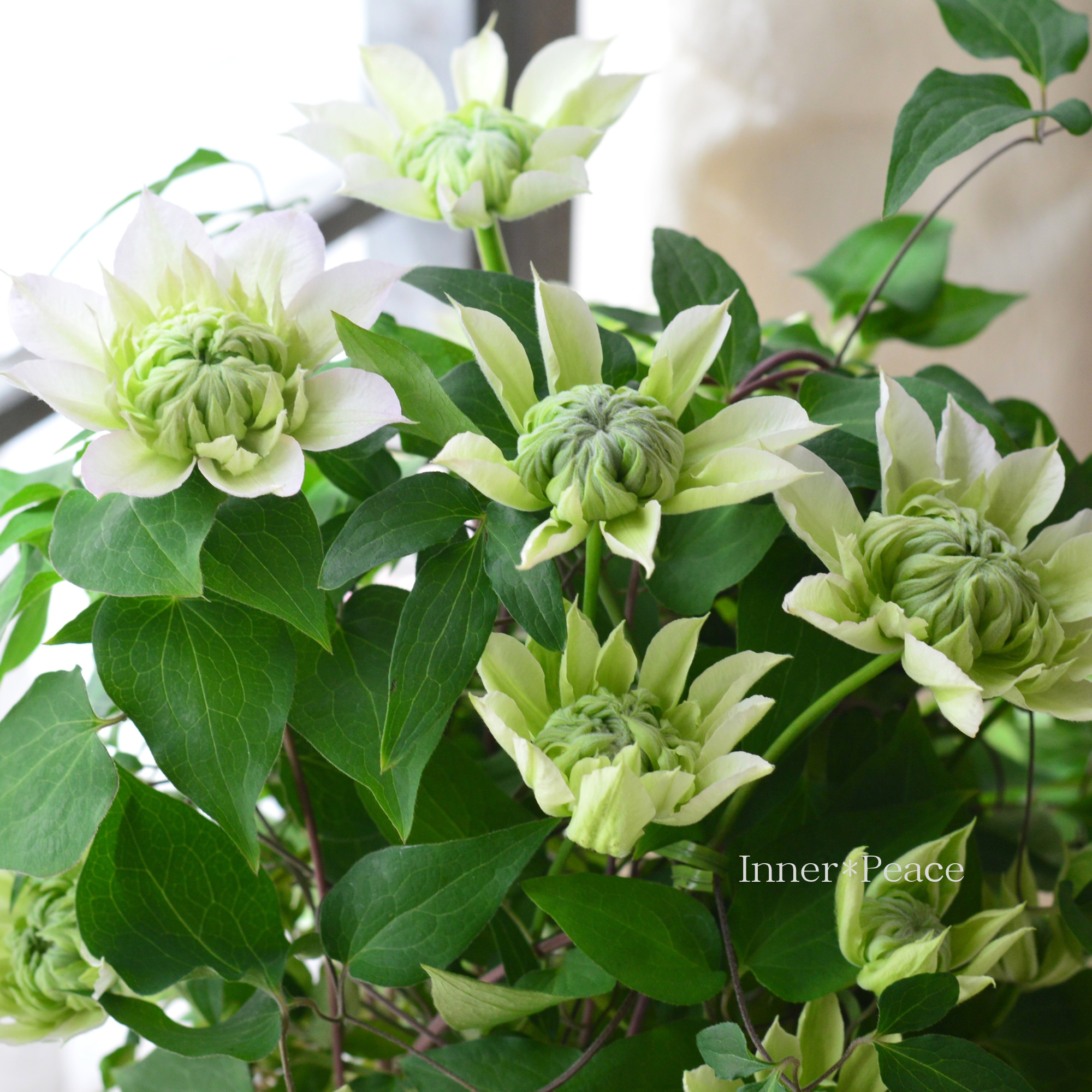 【八重咲き】 クレマチス　『花園　～ハナゾノ～』　５号鉢