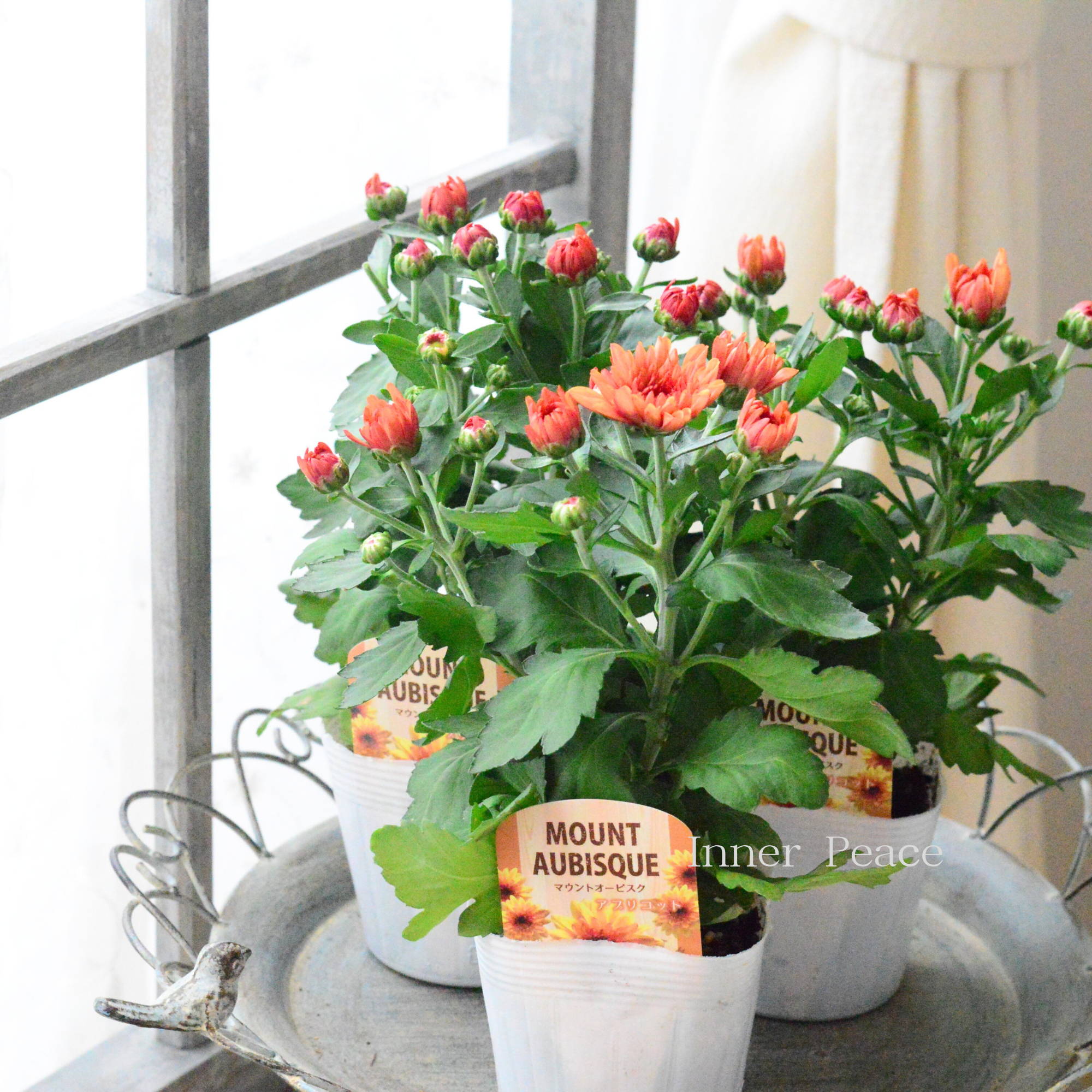 【秋の花】 クリサンセマム 『マウントオービスク・アプリコット』　  3.5寸POT