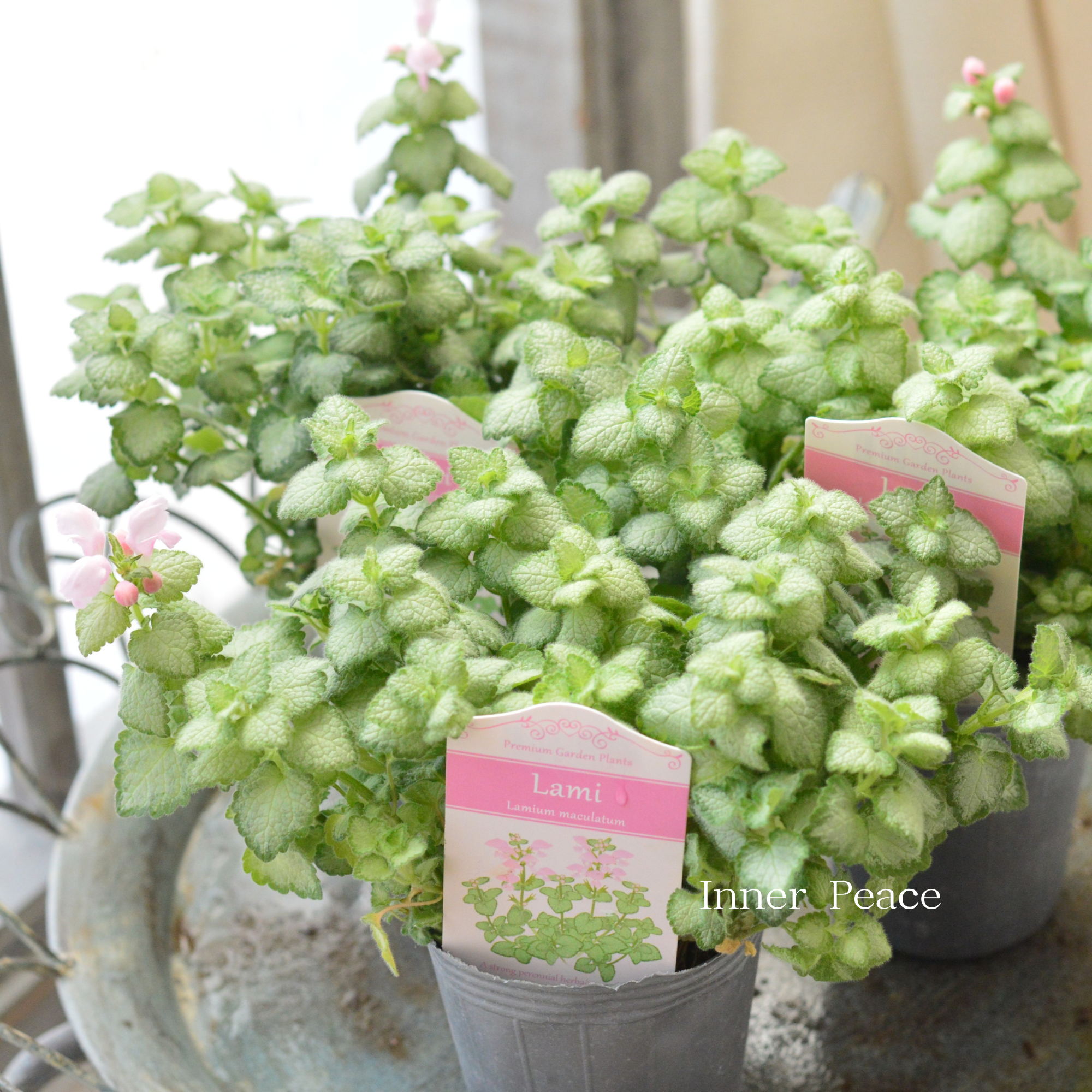 【寄せ植えに】 ラミウム　『ラミ』　　2.5寸POT