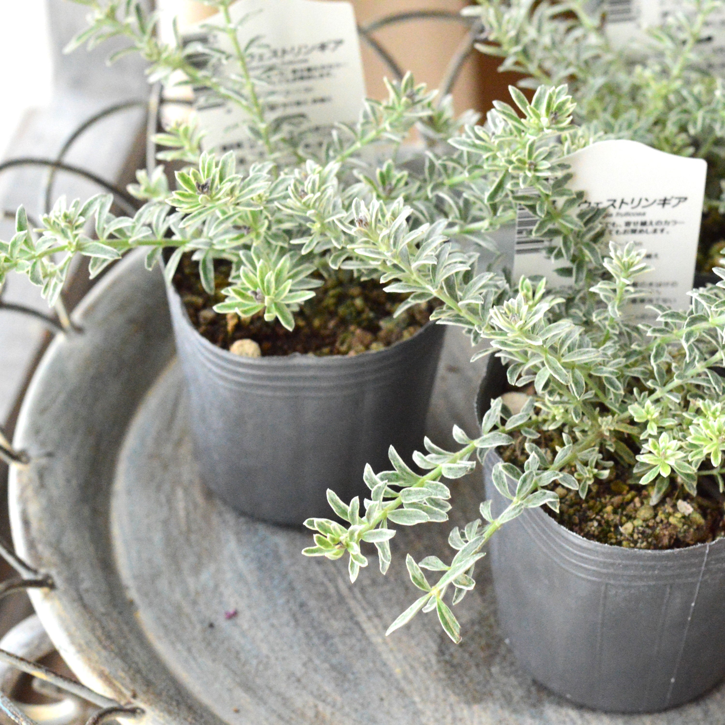 【２～３本植え】 ウエストリンギア 「スモーキーホワイト」　2.5寸～3寸POT