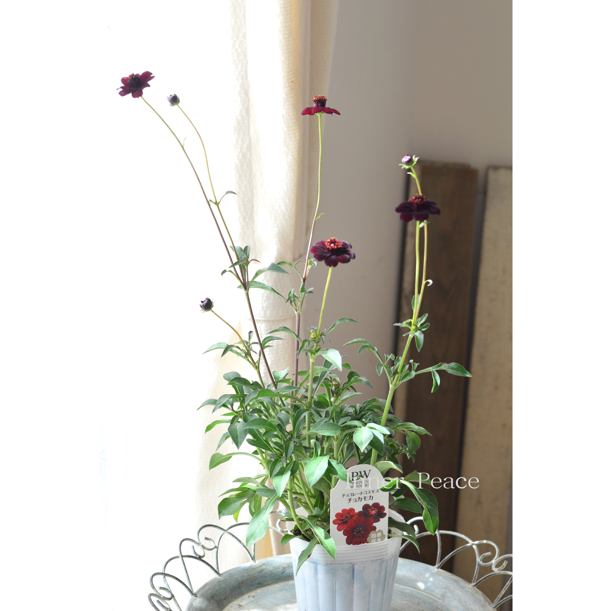 【美しい】 チョコレートコスモス　『チョカモカ』　3.5寸ロングPOT