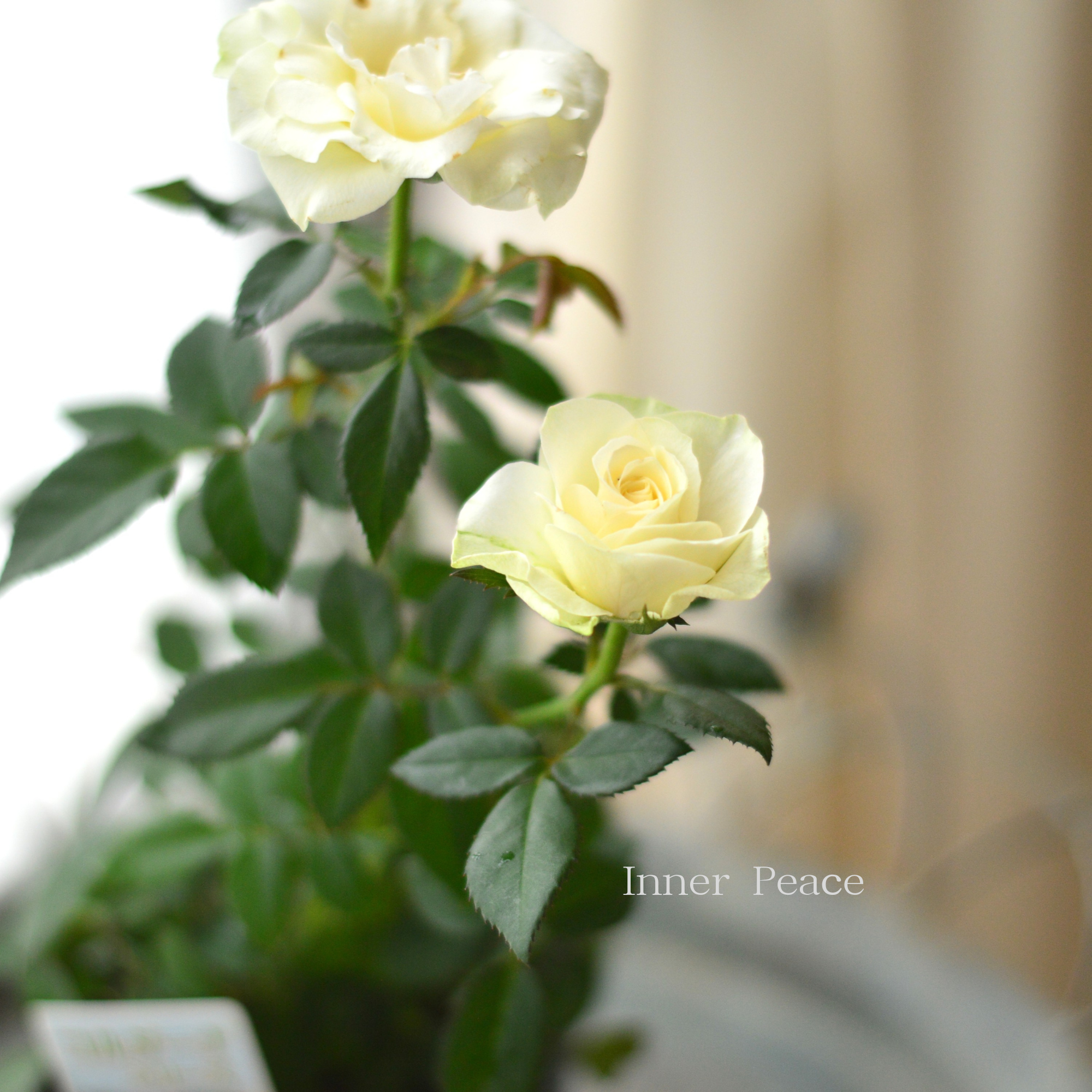 【分割できる】 ミニ薔薇  『コルダナ・パール』  3寸POT