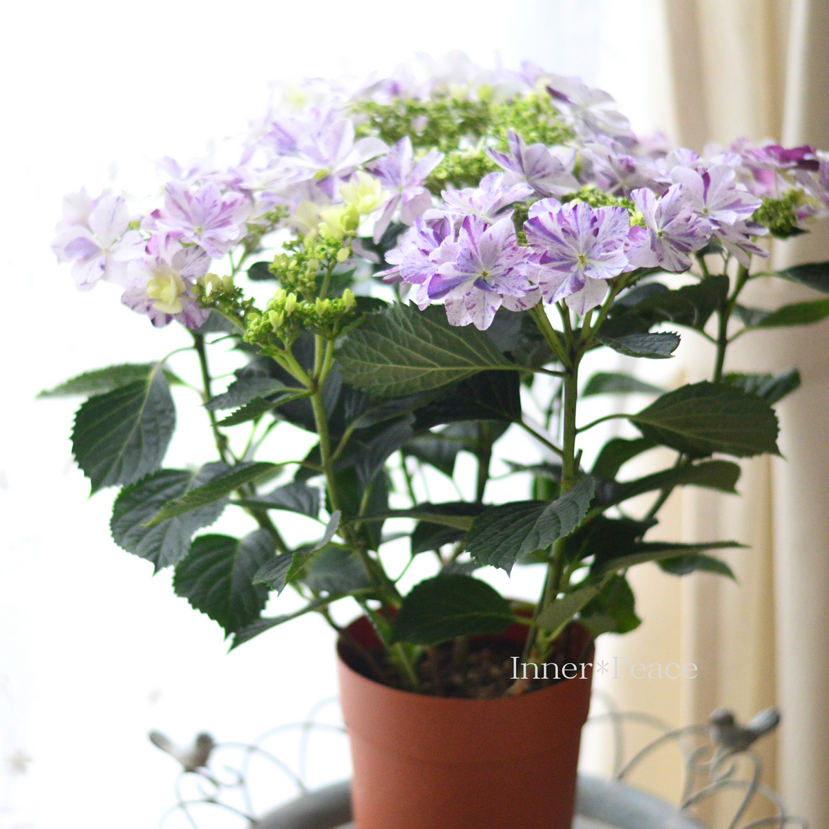美しい】 紫陽花 『衣純千織(イズミチオリ)・ブルー』 5号鉢 美しい】 紫陽花 『衣純千織(イズミチオリ)・ブルー』 5号鉢