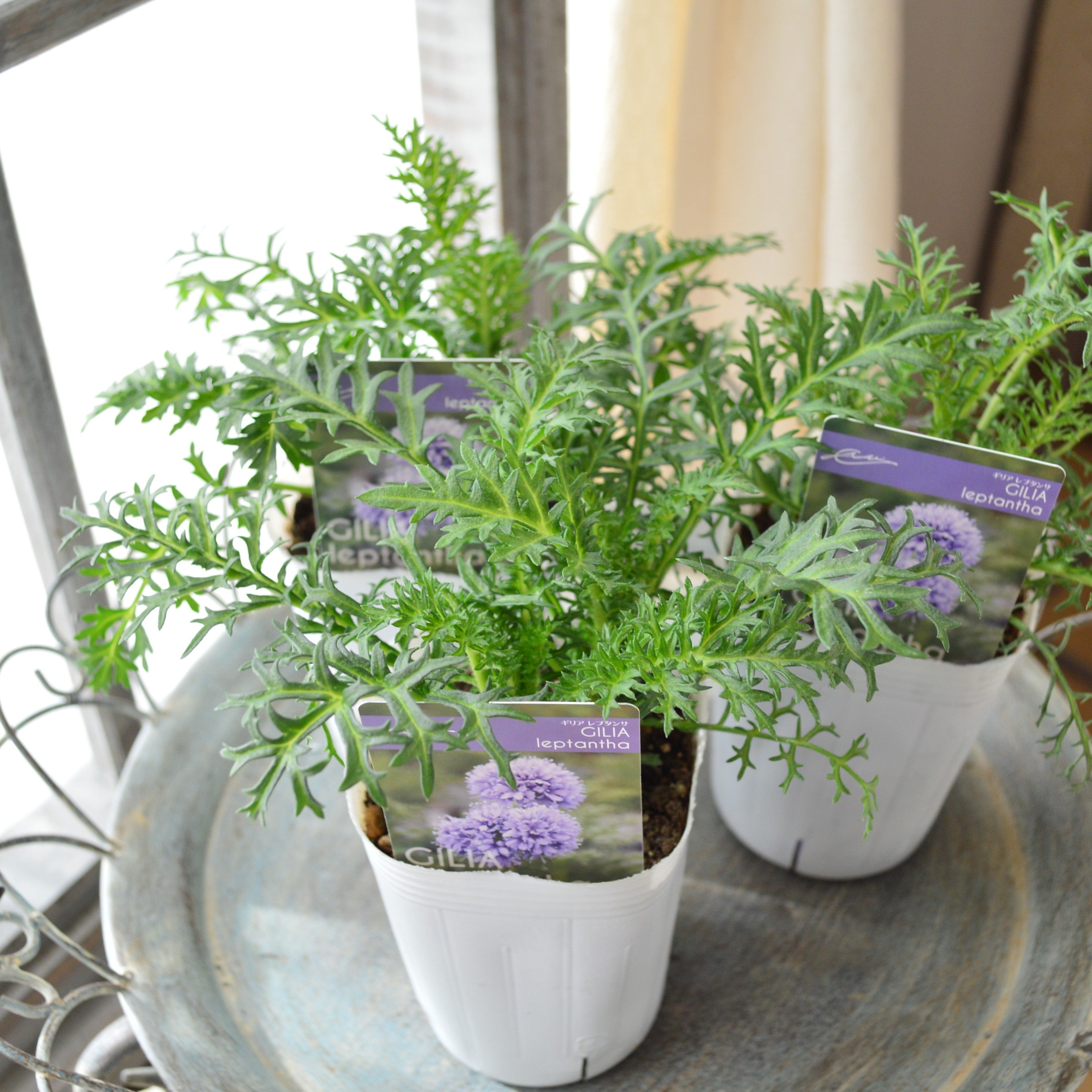 【美しい】 ギリア 『レプタンサ』 植え込み用　　3寸POT