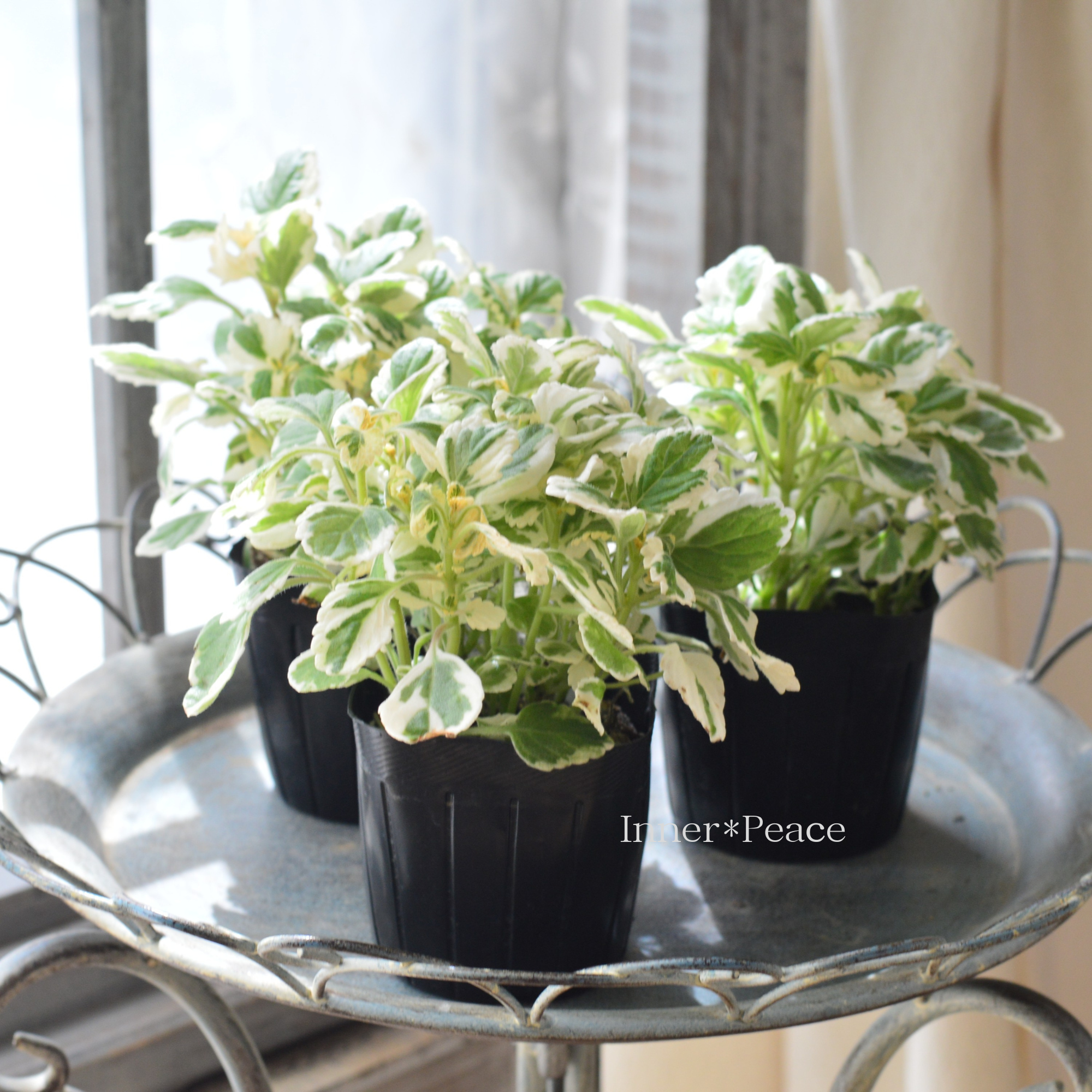 【斑入り】 アロマティカス　3寸POT
