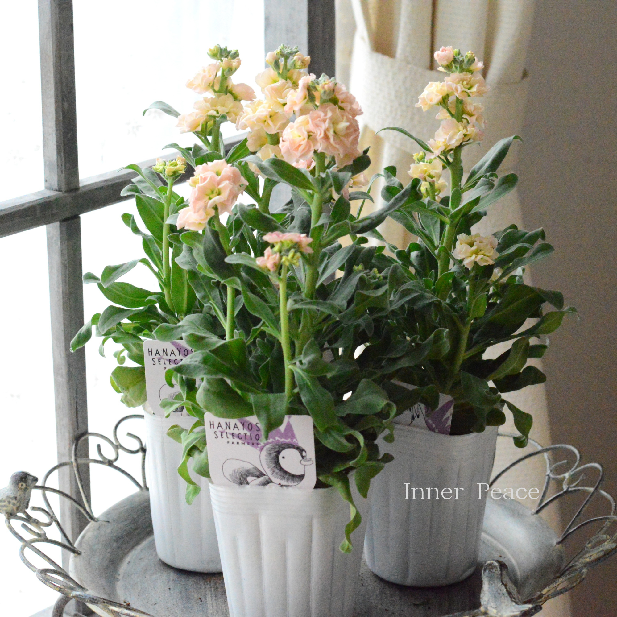 【花芳さん】 八重咲き ストック ベイビー 『アプリコット』　3寸ロングPOT