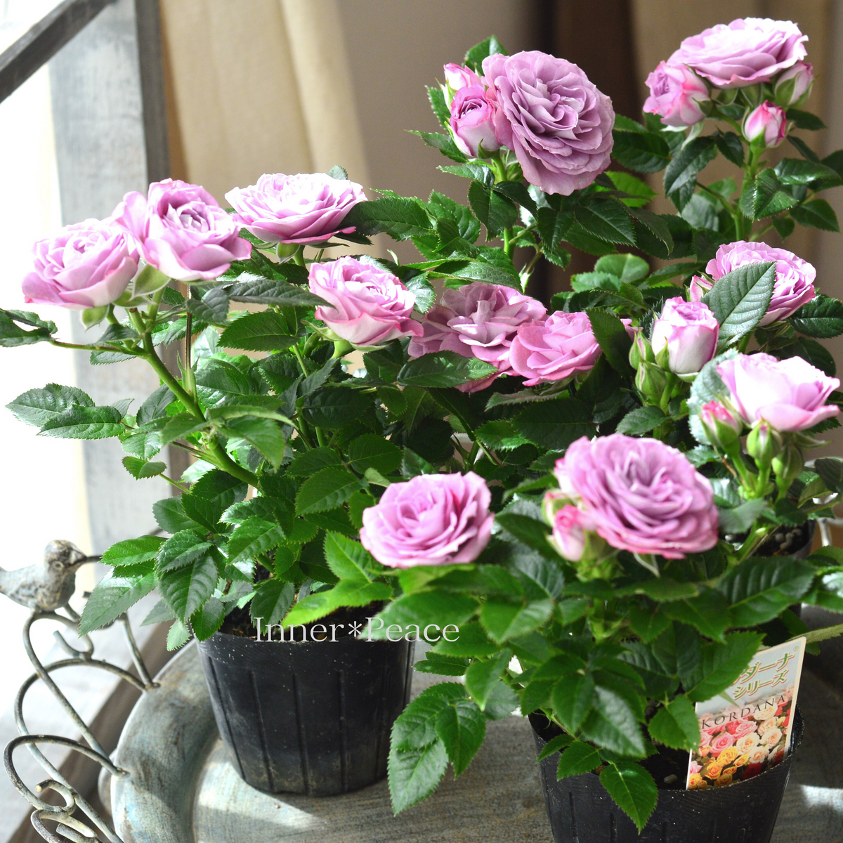 美しい】ミニ薔薇 『コルダナ・インプルーブドブルー』 3寸POT