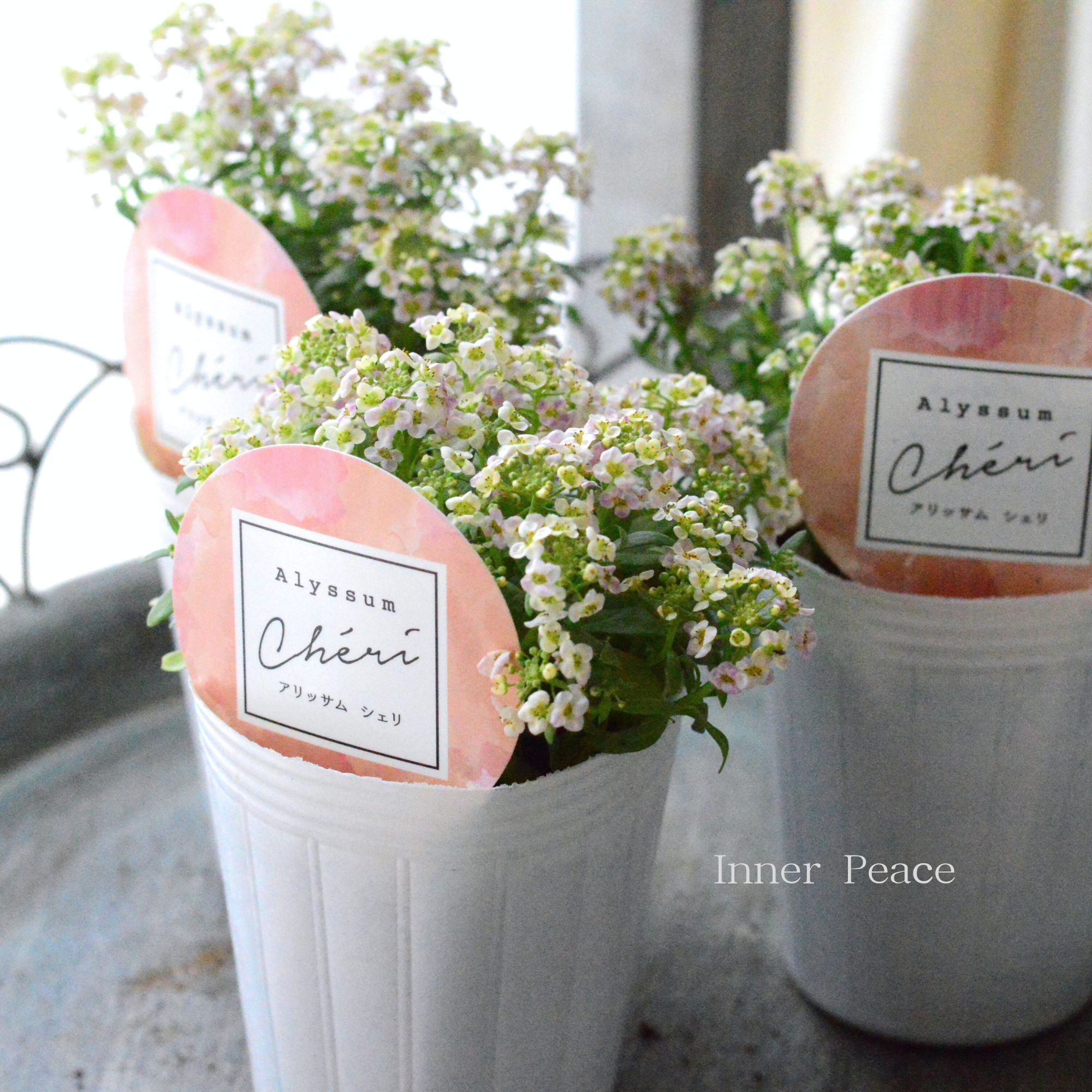 【奥田園芸さんオリジナル】 アリッサム　『シェリ・アプリコット』　3.5寸POT