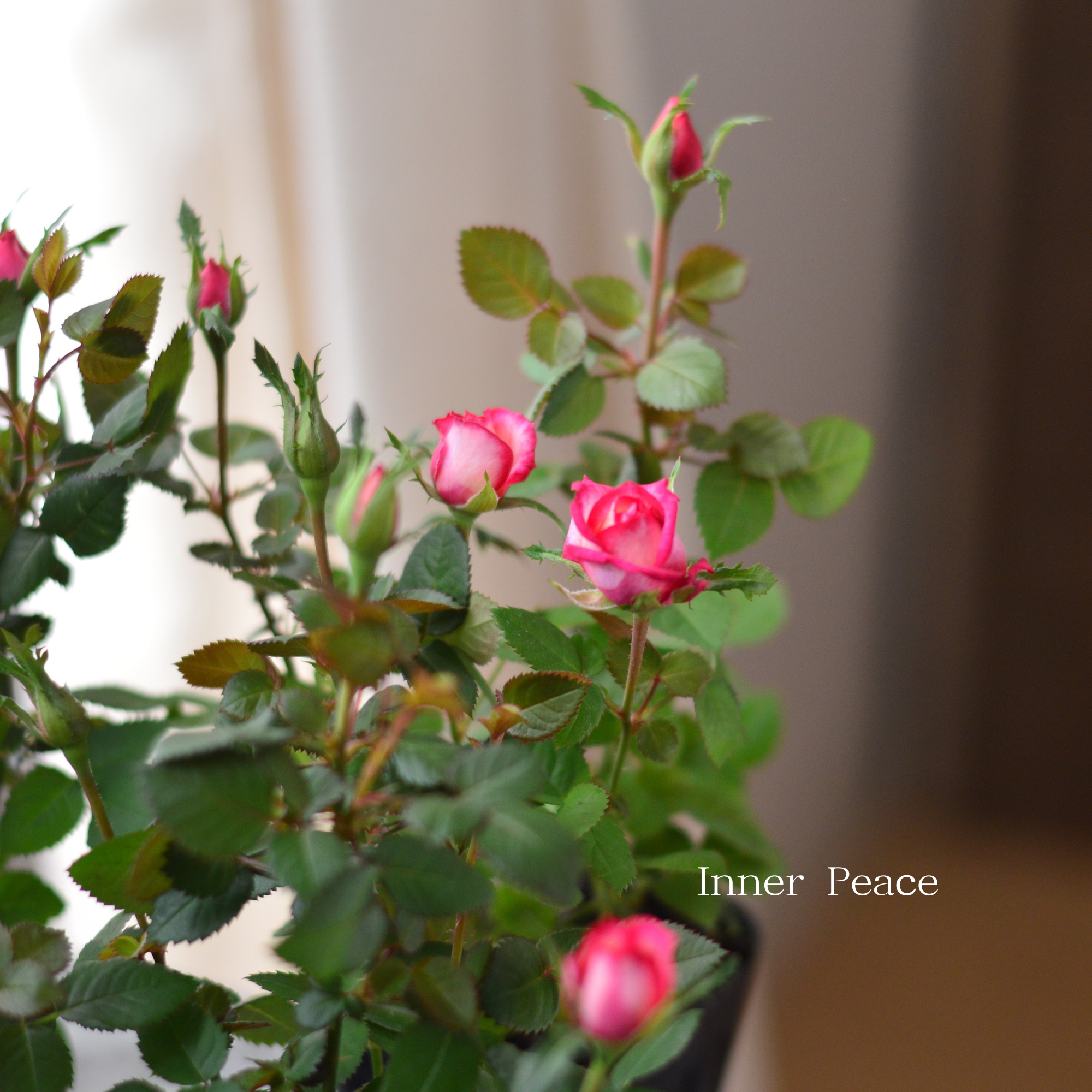 【分割できる】 ミニ薔薇  『コルダナ・ハーレクイン』  3寸POT