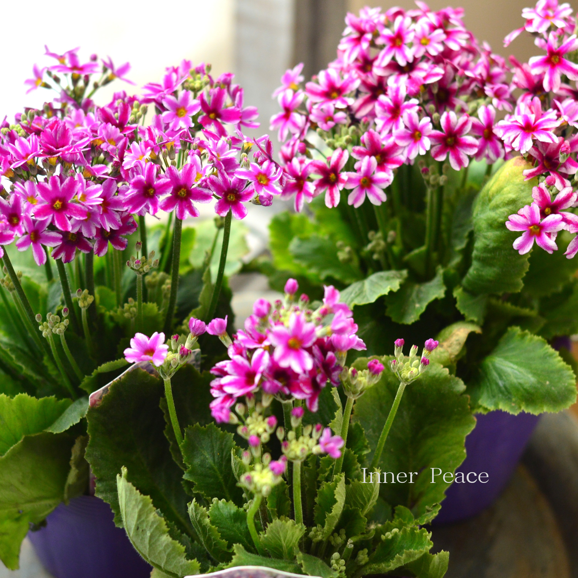 【星咲き】 プリムラ マラコイデス 『エトワール・濃いピンク系』　　3.5寸POT