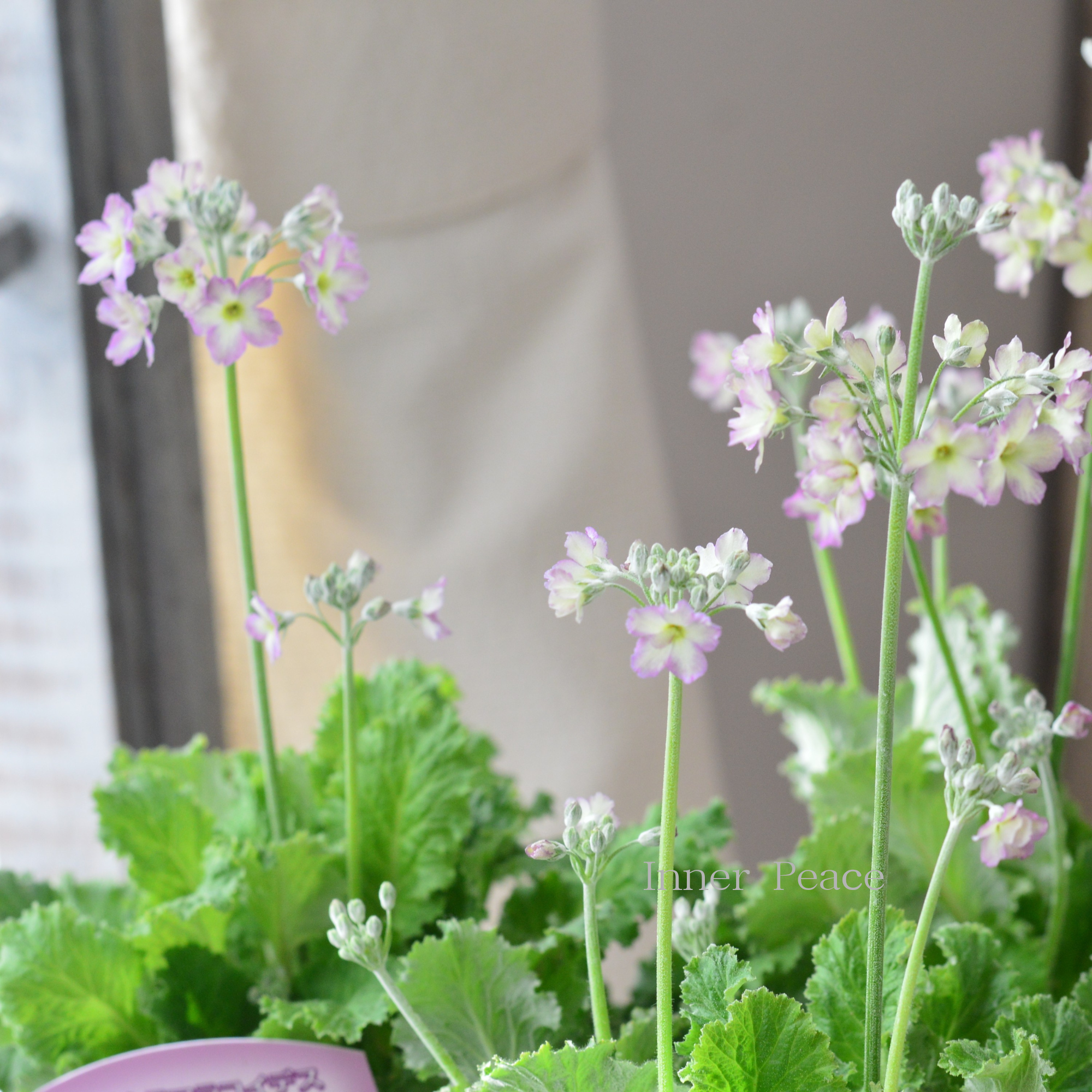 矢祭園芸さん】 プリムラ マラコイデス 『イーライム ピコティ』 3.5寸POT