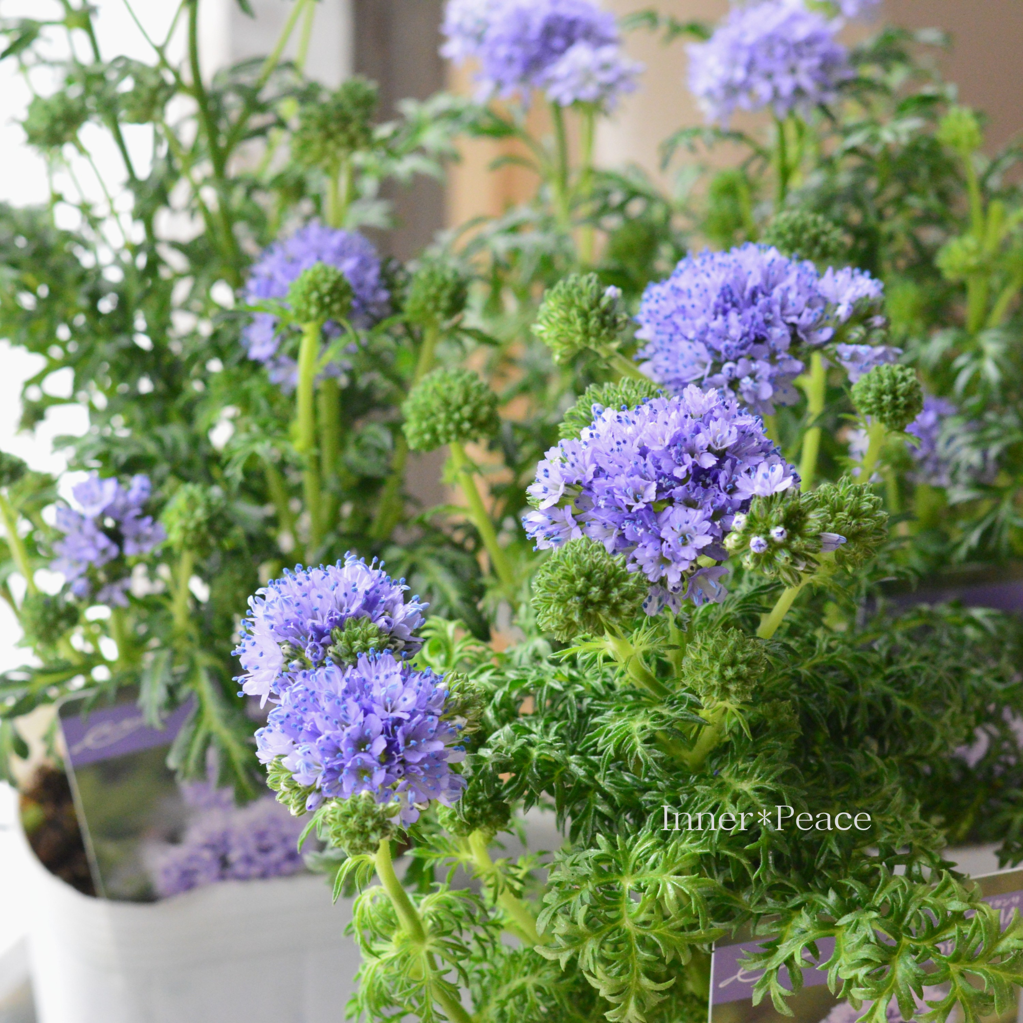 【美しい】 ギリア 『レプタンサ』 　　3寸POT