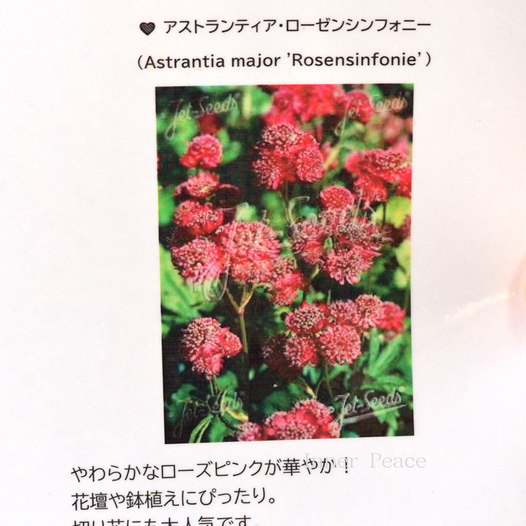 ラディアン　オトガ　ランチョン　コリヴス、アレスト オトメイトガーデン 等身アクリルスタンド LOVE FIRE！！ from