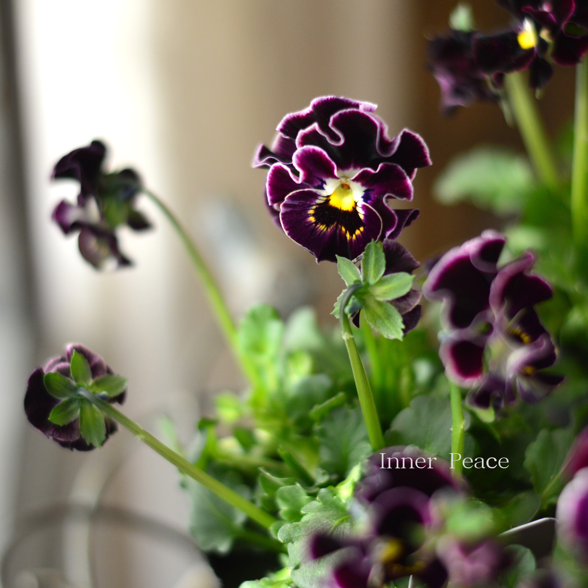 【ハルグリンさん】 ビオラ　『プティフール・ワインレッド系』　　3寸POT