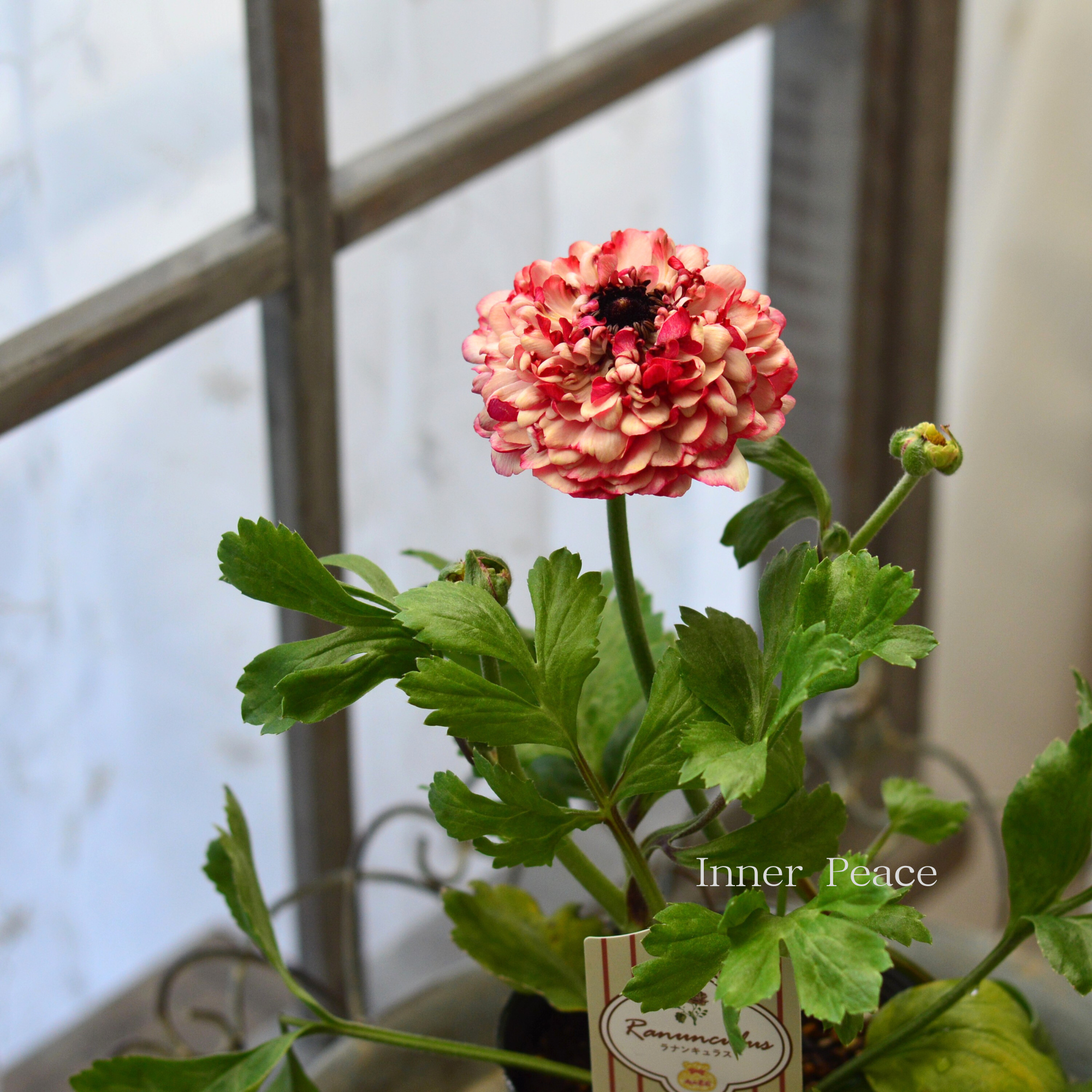 【豪華】 ラナンキュラス （ミックス）『クリーム×レッド系』　3.5寸ロングPOT