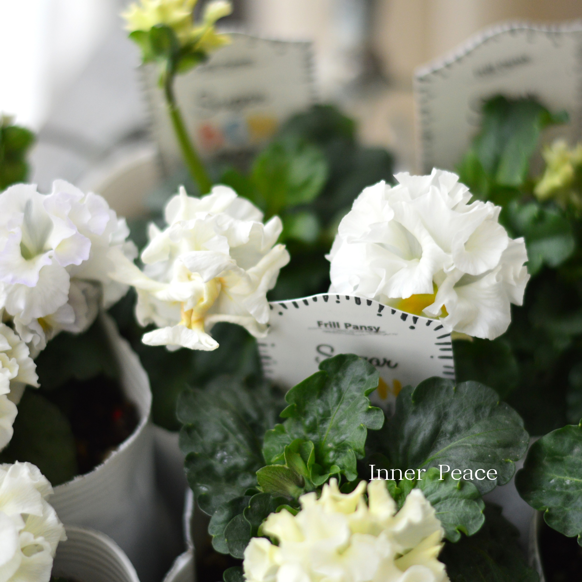 【湘南Berryさん】 フリルパンジー 『シュガーボンボン・ホワイト系』　3寸POT