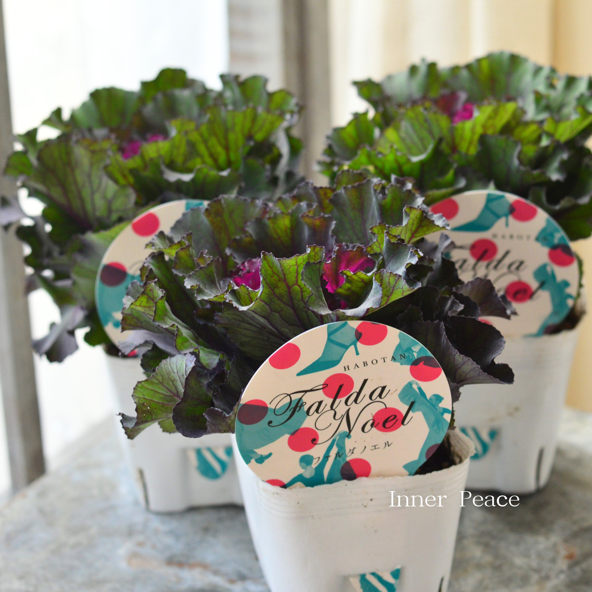 【寄せ植えに】 葉牡丹　『ファルダノエル』  3寸POT