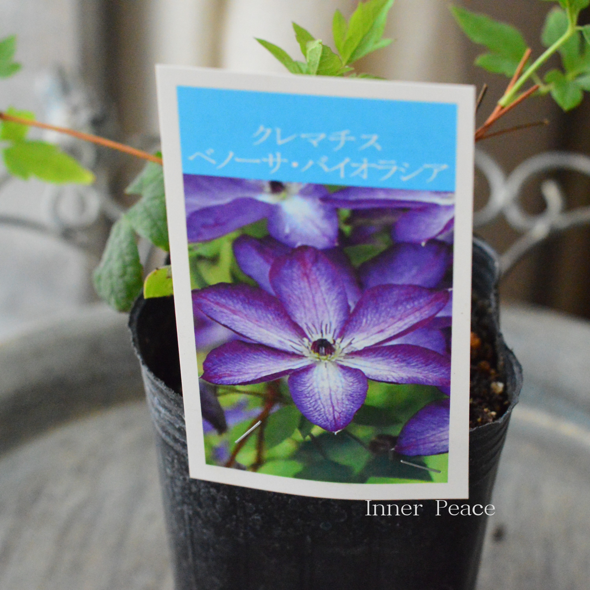 【及川フラグリーンさん】 クレマチス  ビチセラ系 『ベノーサ・バイオラシア』　3寸POT
