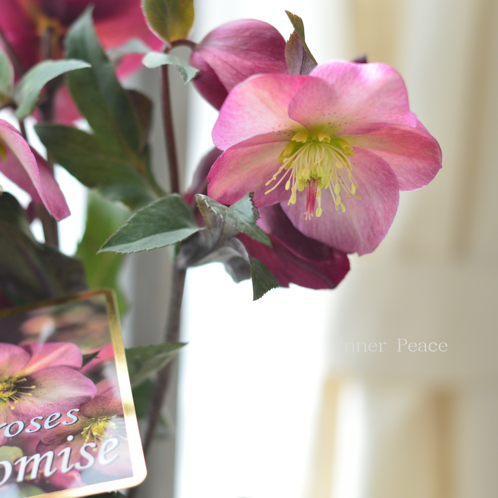 【童仙房さん】  クリスマスローズ 『氷の薔薇・ピンクプロミス』　　4.5寸鉢