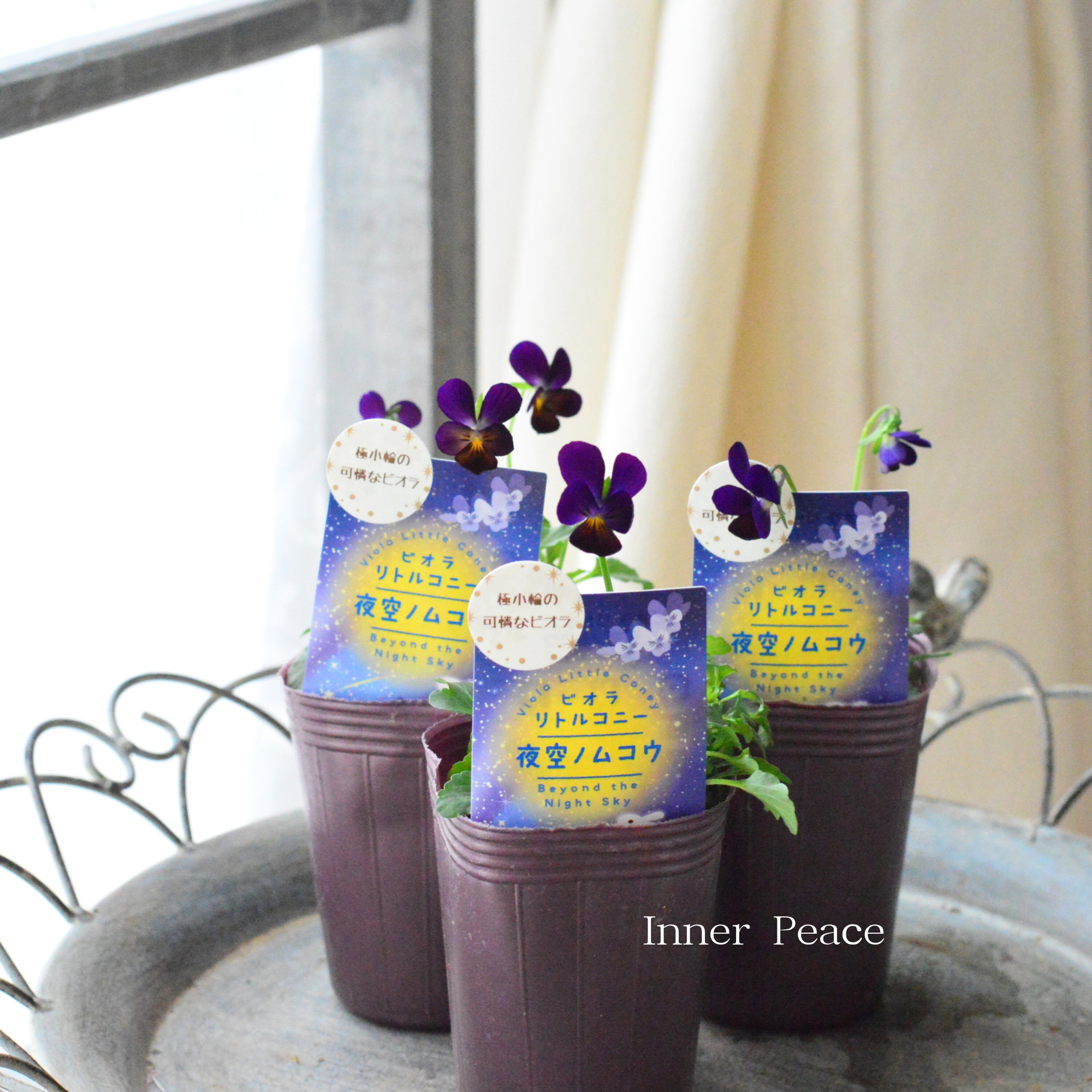 【素敵色】 ビオラ　『リトルコニー・夜空ノムコウ』　2.5寸ロングPOT