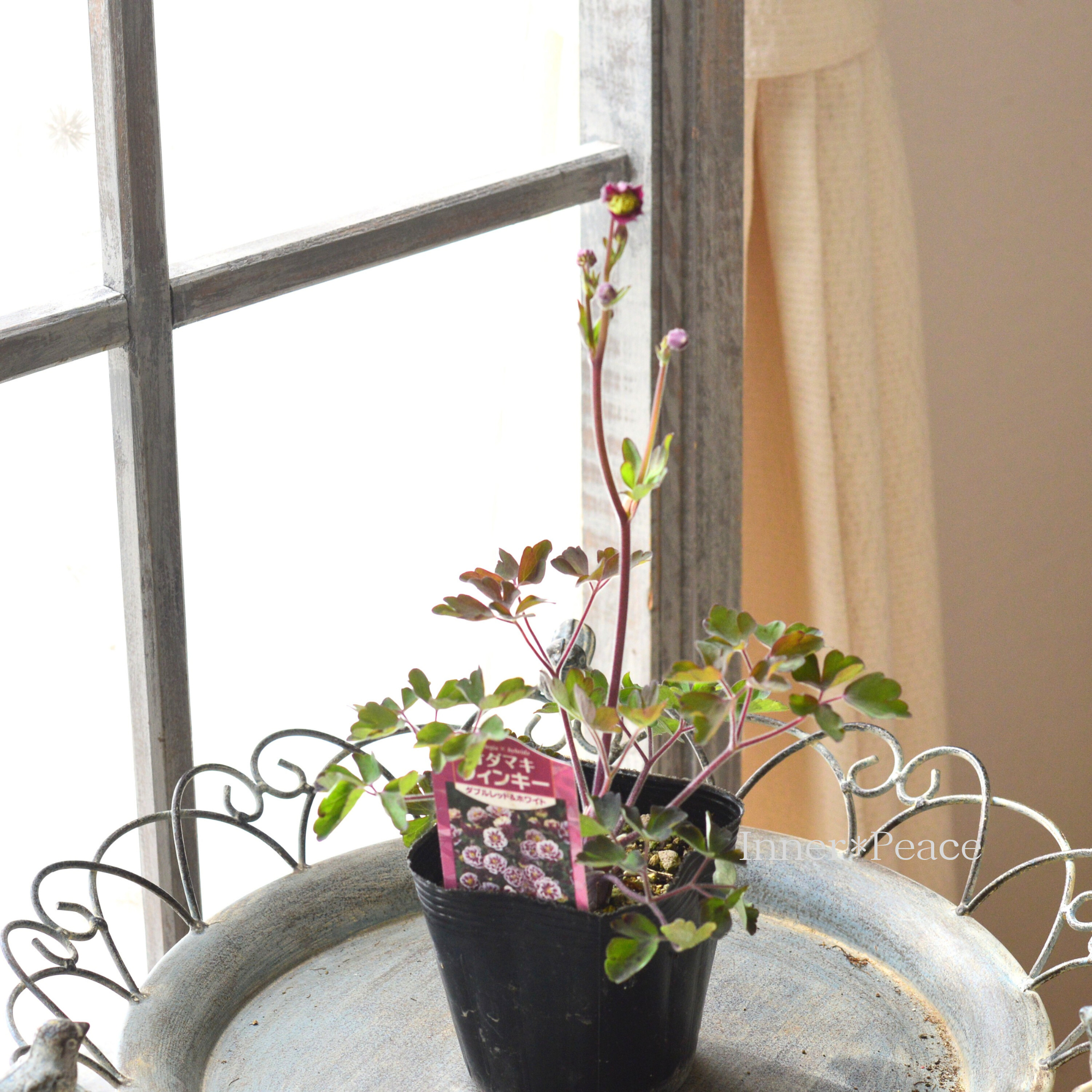 【八重咲き】 オダマキ・ウインキー 『ダブルレッド＆ホワイト』　　3.5寸POT