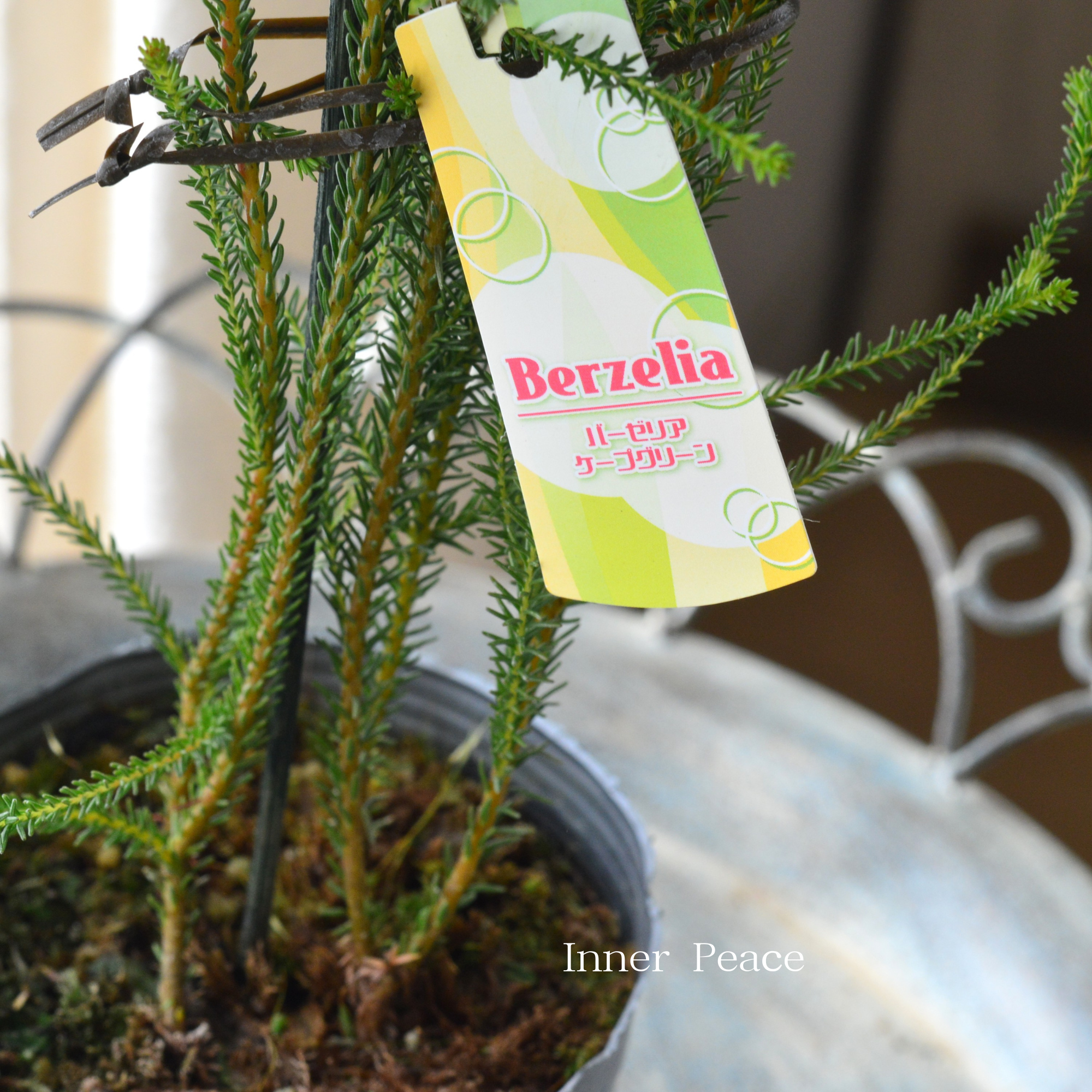 【個性的】 バーゼリア（ベルゼリア）　『ケープグリーン』　      3寸POT