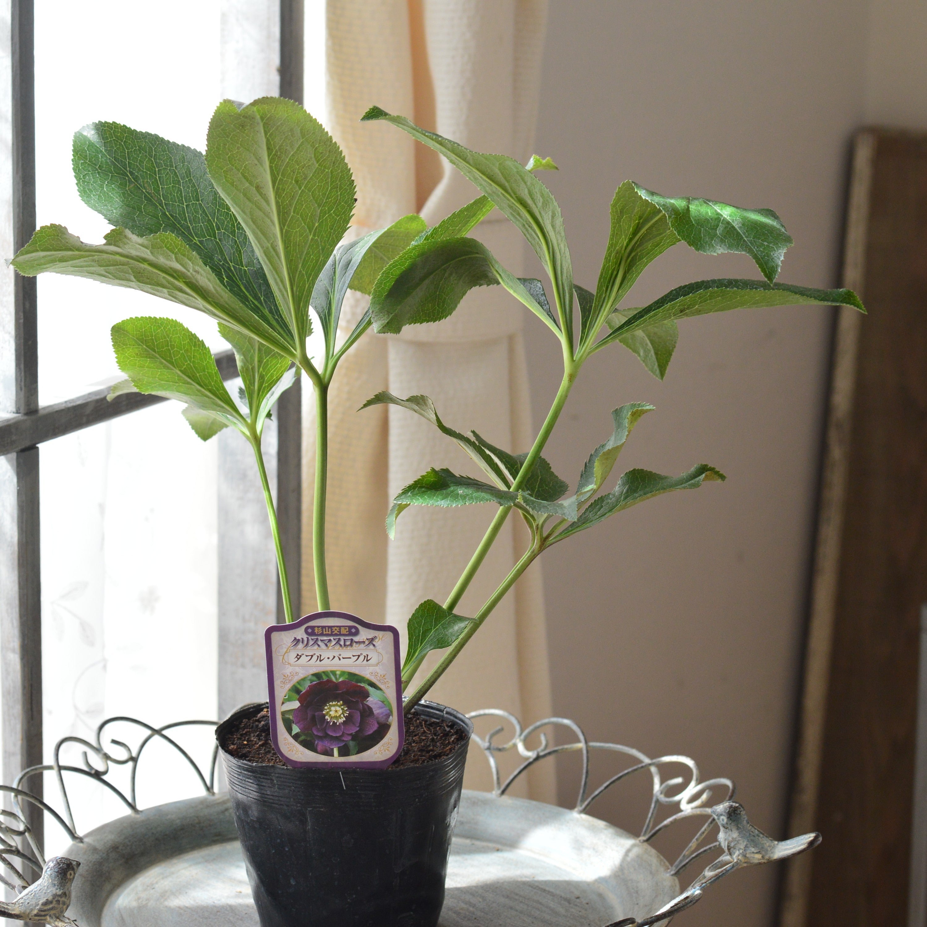 【杉光園芸さん】  クリスマスローズ　『ダブル・パープル』　　4寸POT