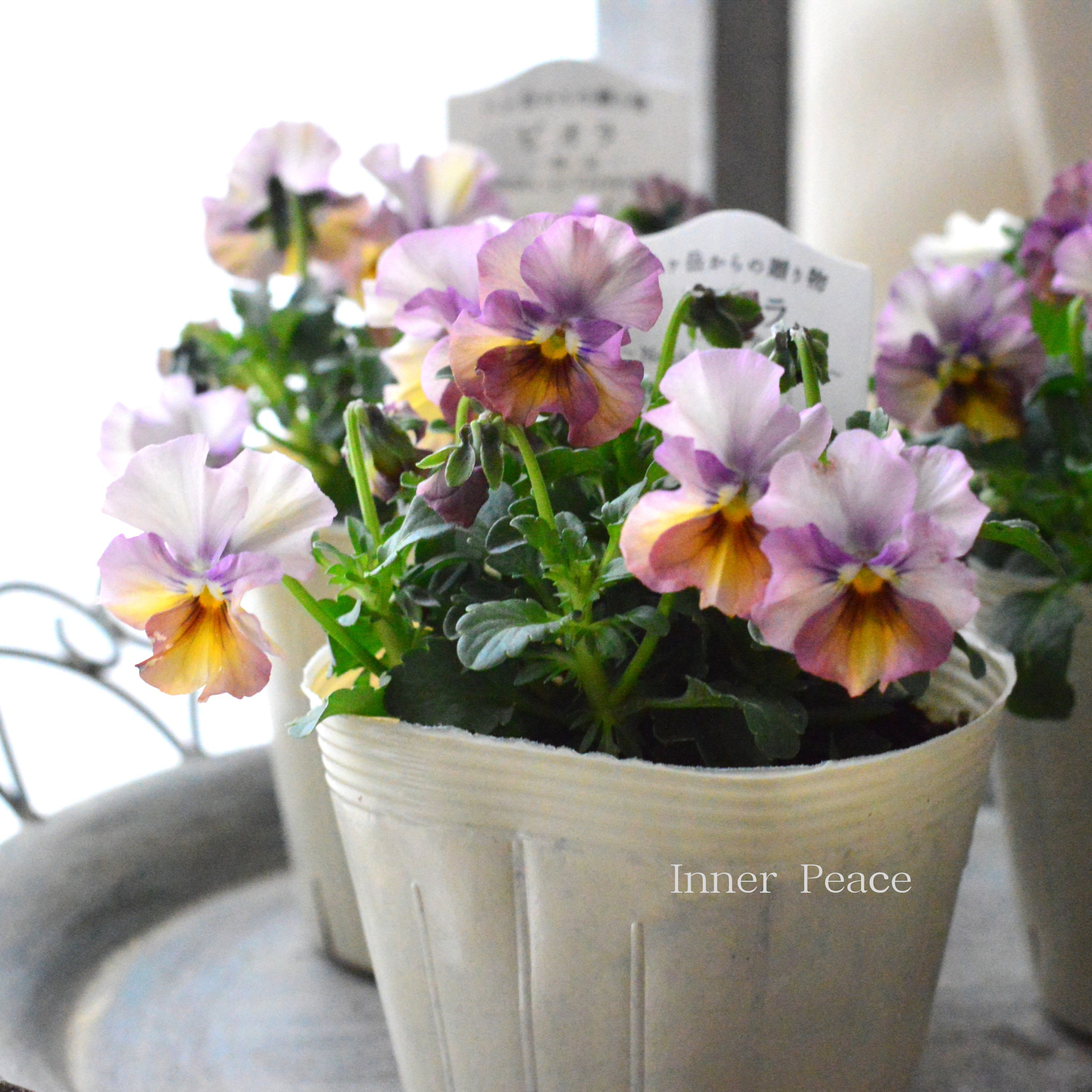 【VEGIHANA FARMさん】 ビオラ　『一期一会・Nouka no Yorokobi』　　3.5寸POT