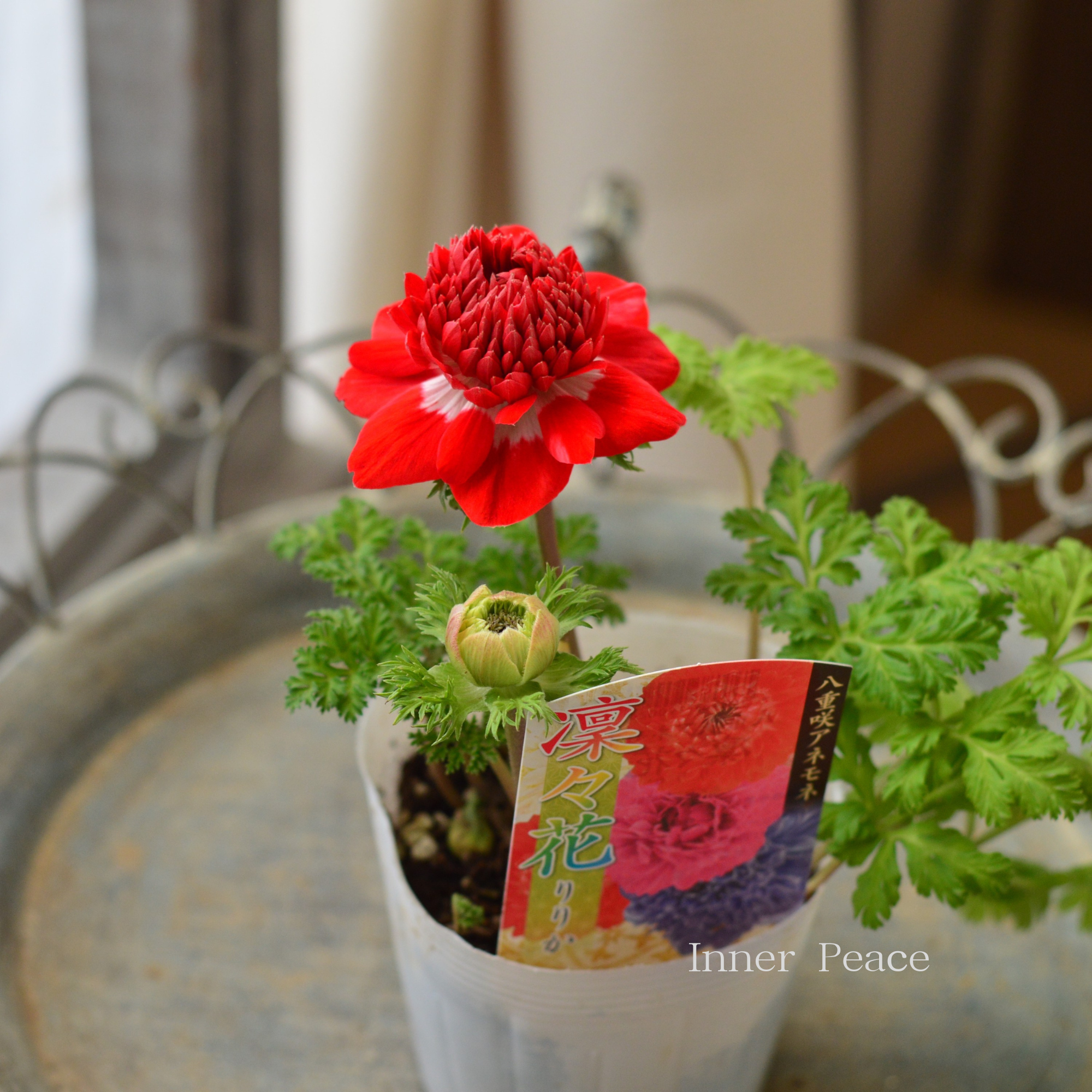 【八重咲き】 アネモネ 『凜々花・レッド系』　　3.5寸POT