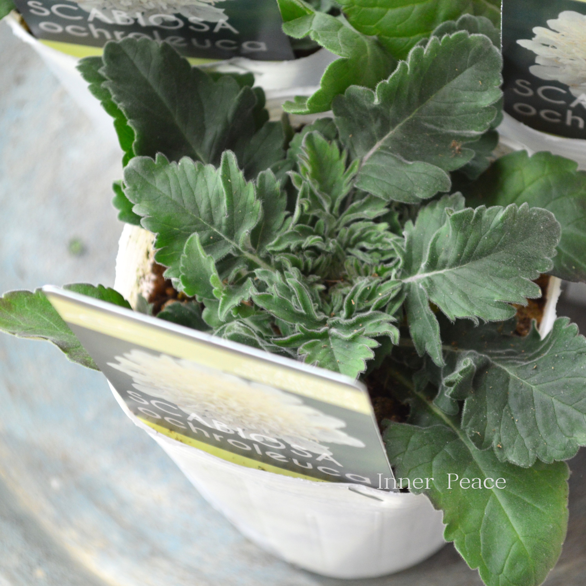 【暑さ寒さに強い】 スカビオサ　『オクロレウカ』 植え込み用 　3寸POT