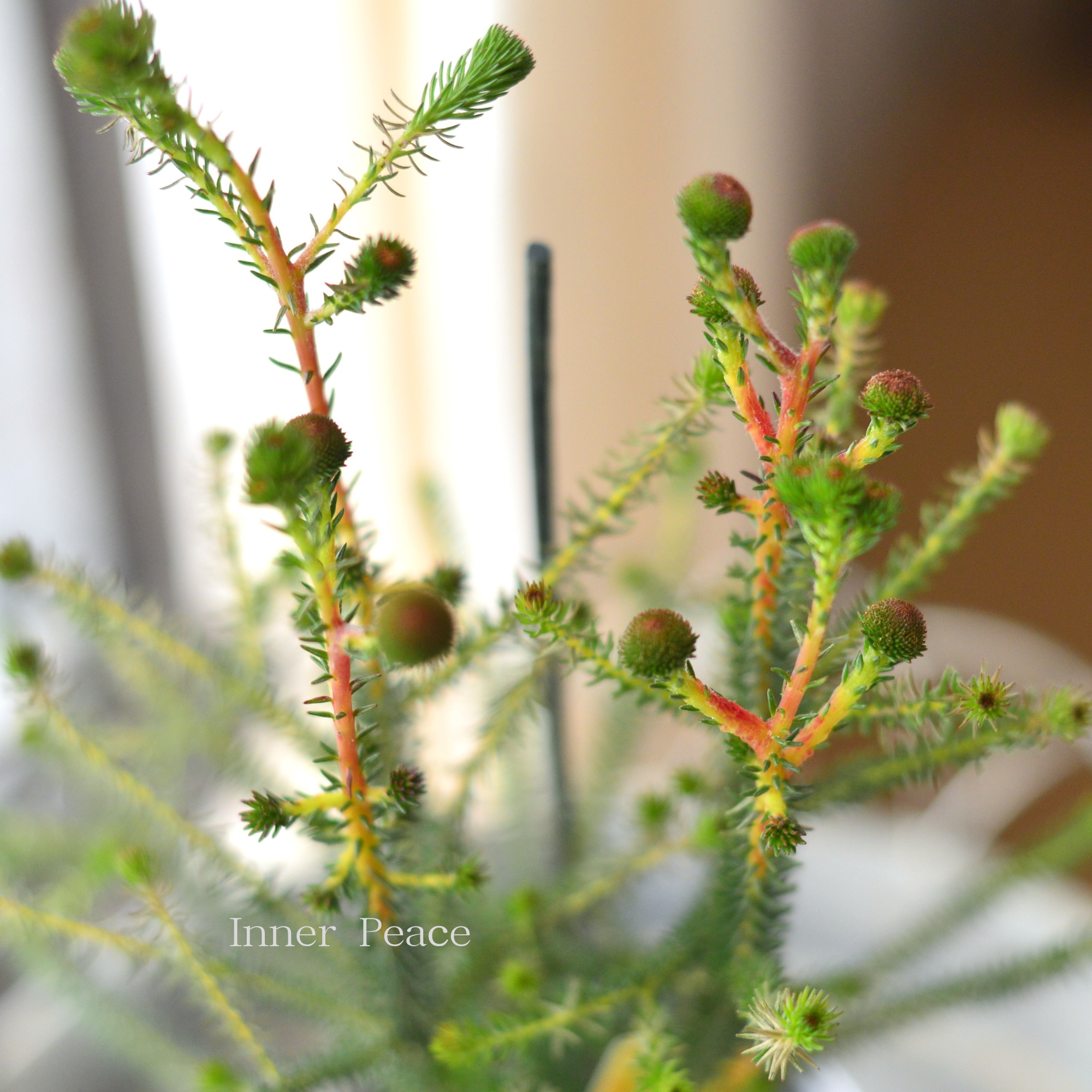 【個性的】 バーゼリア（ベルゼリア）　『ビック』　      3寸POT