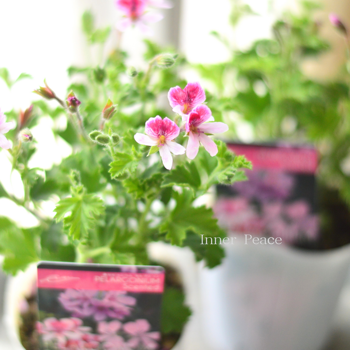 87a21bdf845f8e257dd4b297bfe994 87a21bdf845f8e257dd4b297bfe994