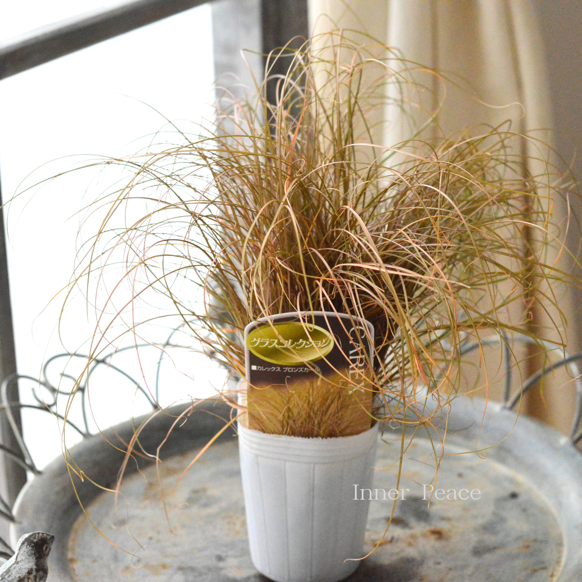 【オシャレ】 カレックス　『ブロンズカール』　　2.5寸POT