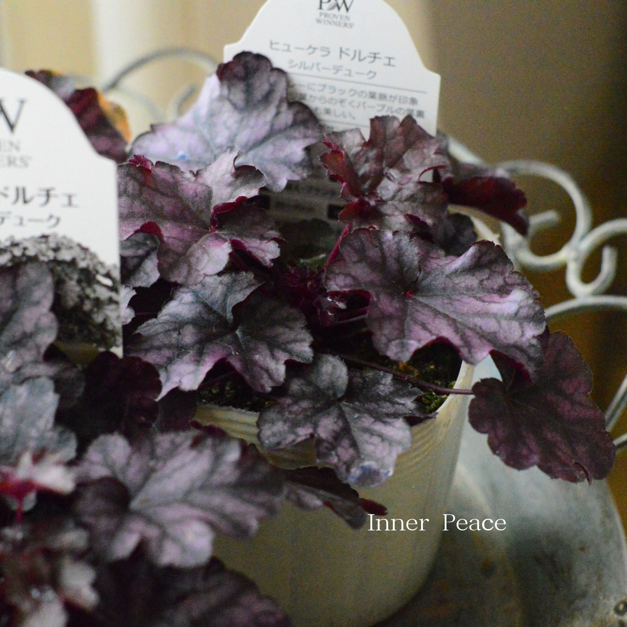 【PW】 ヒューケラ ドルチェ　『シルバーデューク』　　3.5寸POT