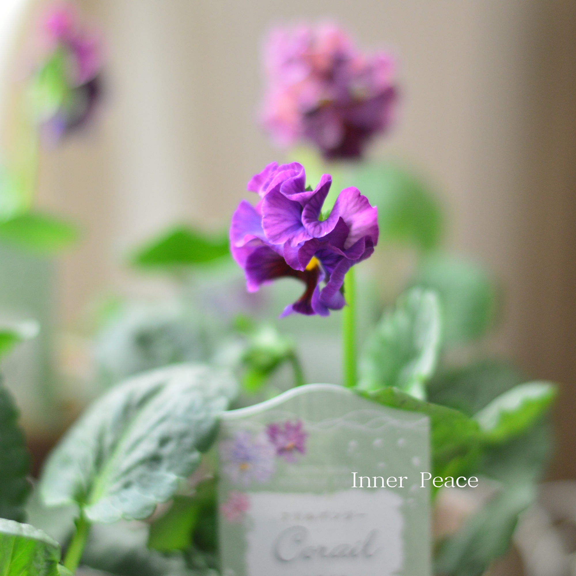 【素敵】 パンジー　『コライユ・ステムロング　ワイン系』　　3寸ロングPOT