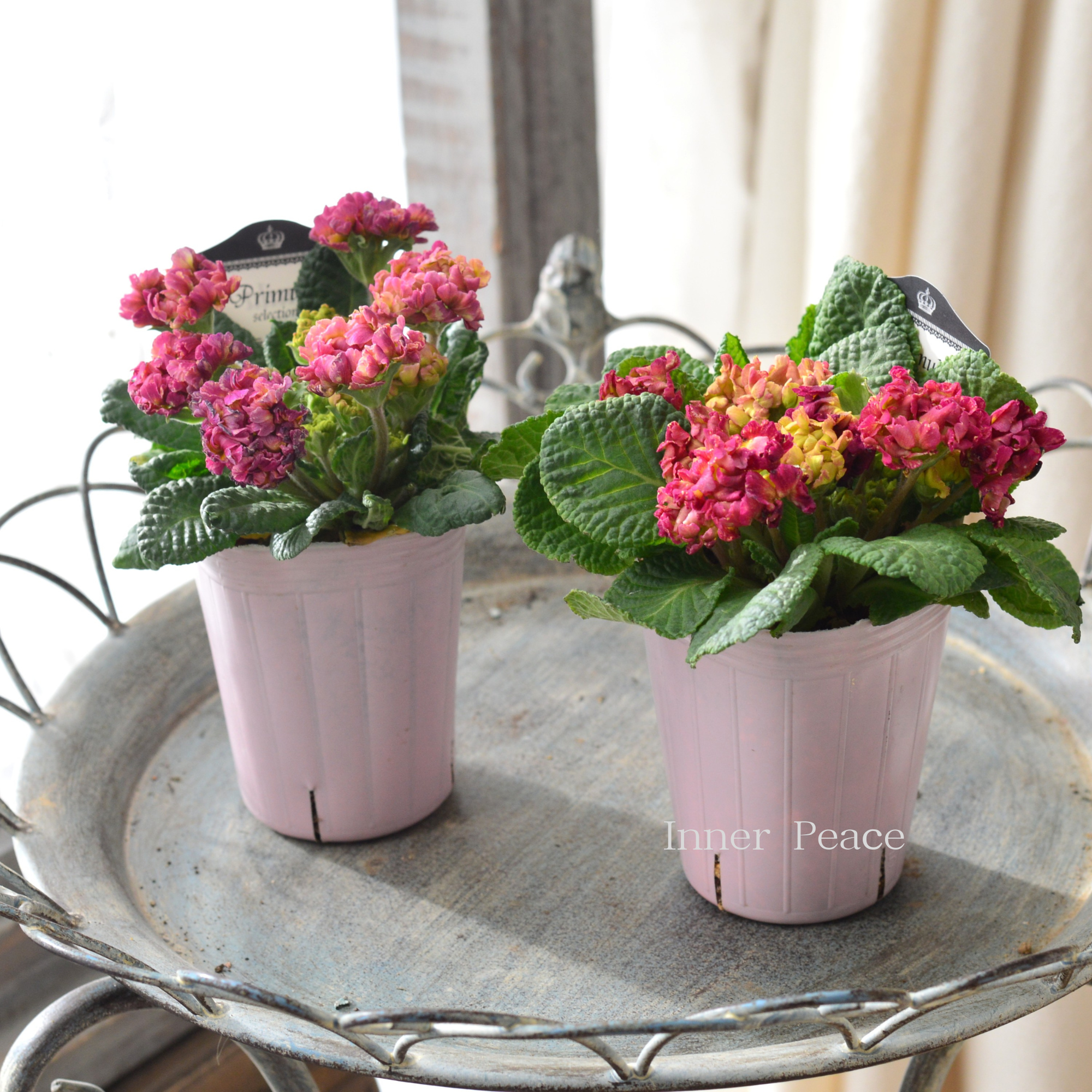 【k-plantsさん】 フリンジ咲き プリムラ 『クラシカルラパン・A』  　2.5寸ロングPOT