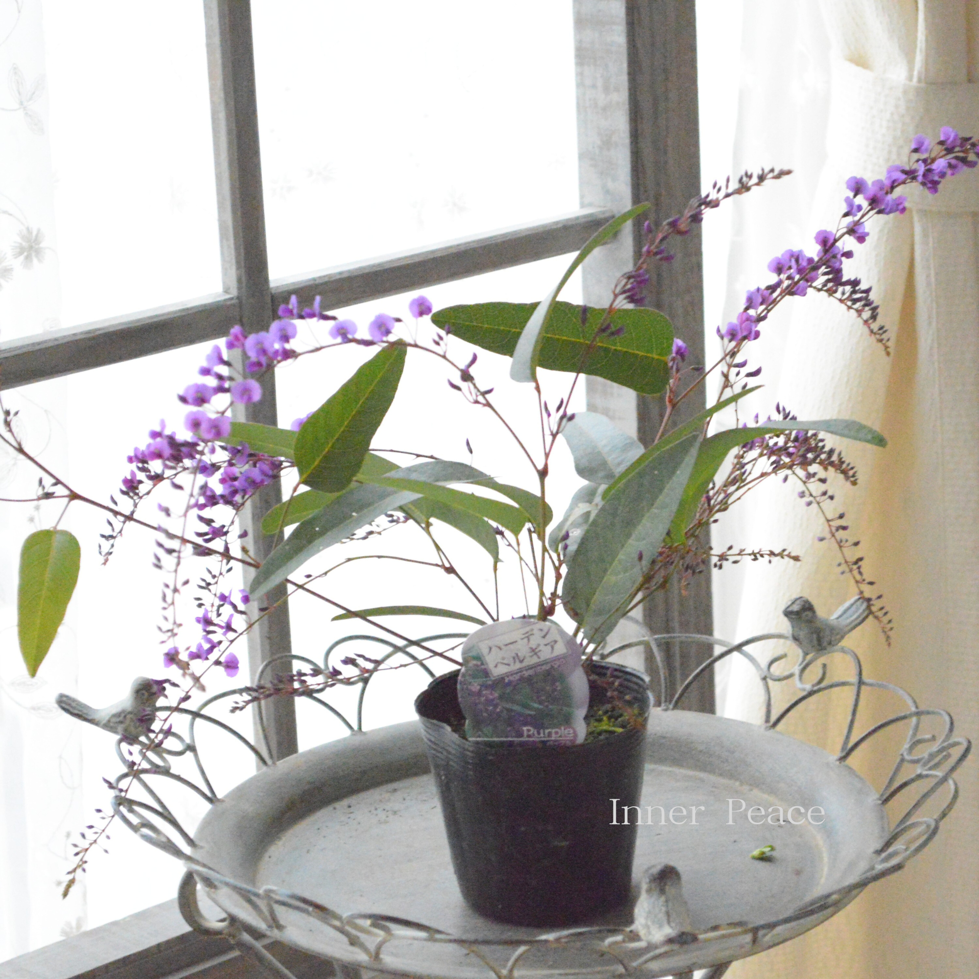 【美しい】 ハーデンベルギア　『パープル』　3.5寸POT