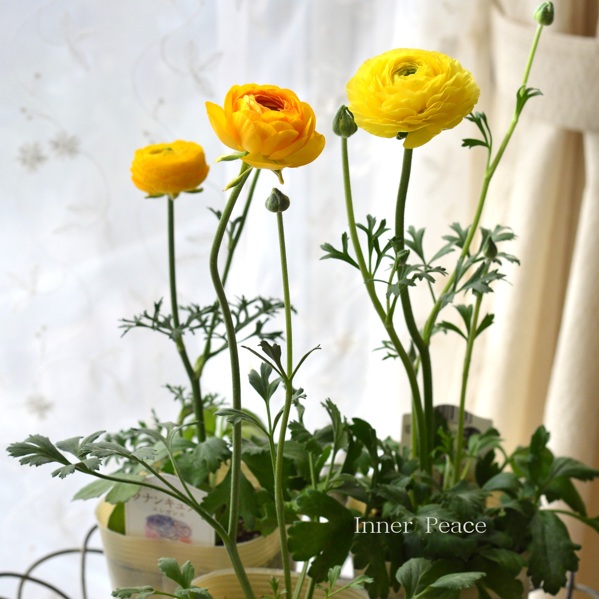 【美しい】 ラナンキュラス 『エレガンス・レイネッテグリーン　イエロー系』　　3.5寸ロングPOT