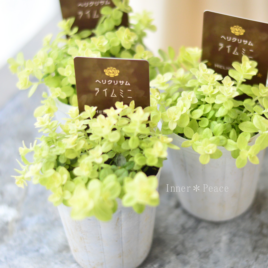 値下げ】新品・未使用品 Young living 5mL ヘリクリサム 【公式通販】 値下げ】新品・未使用品 Young living 5mL ヘリクリサム 【公式通販】