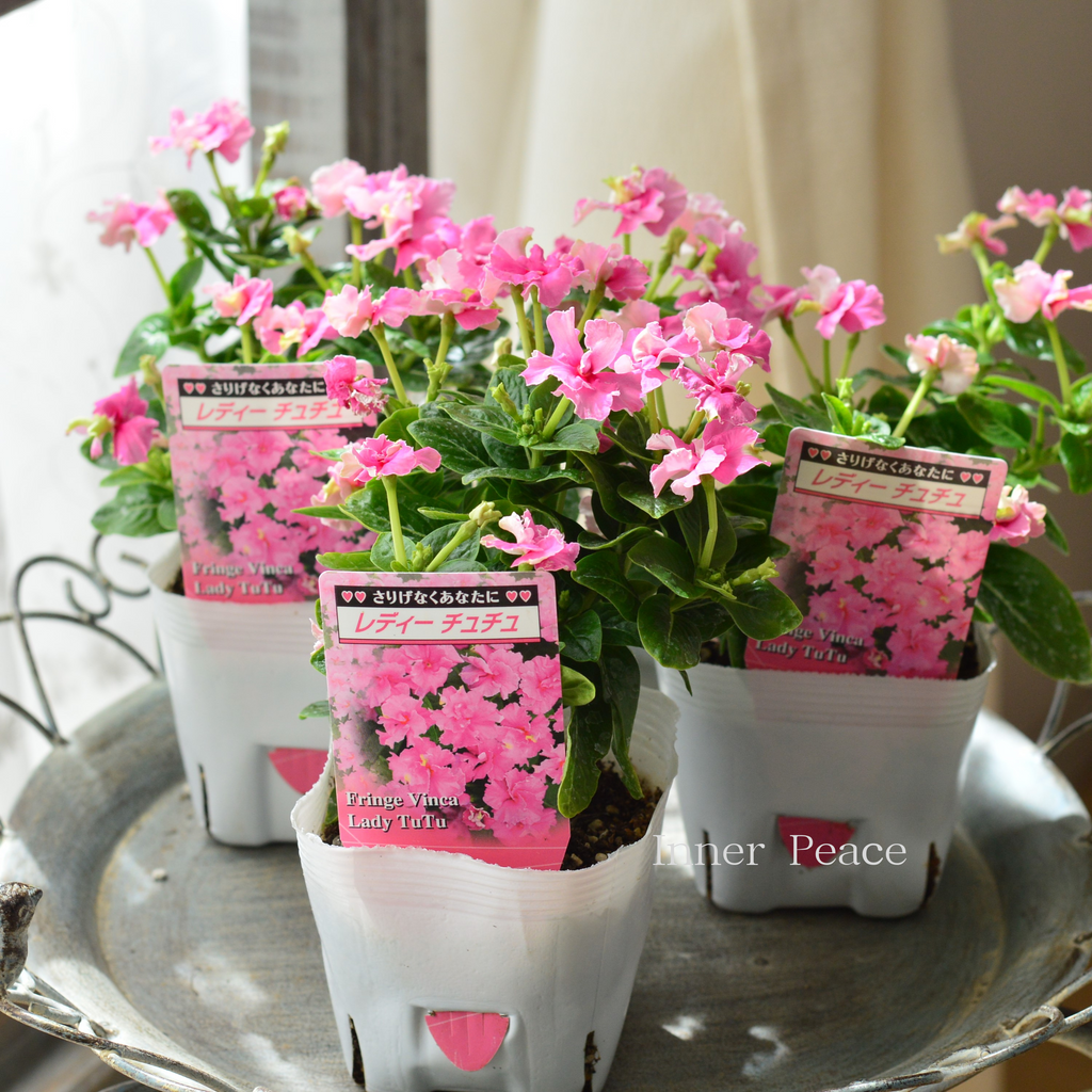 【稀少】タヒチアン トエレ&スティック 中サイズ 高さ51㎝ 超レア！ミドルサイズ！】タヒチアン トエレ&スティック 中サイズ 高さ51㎝