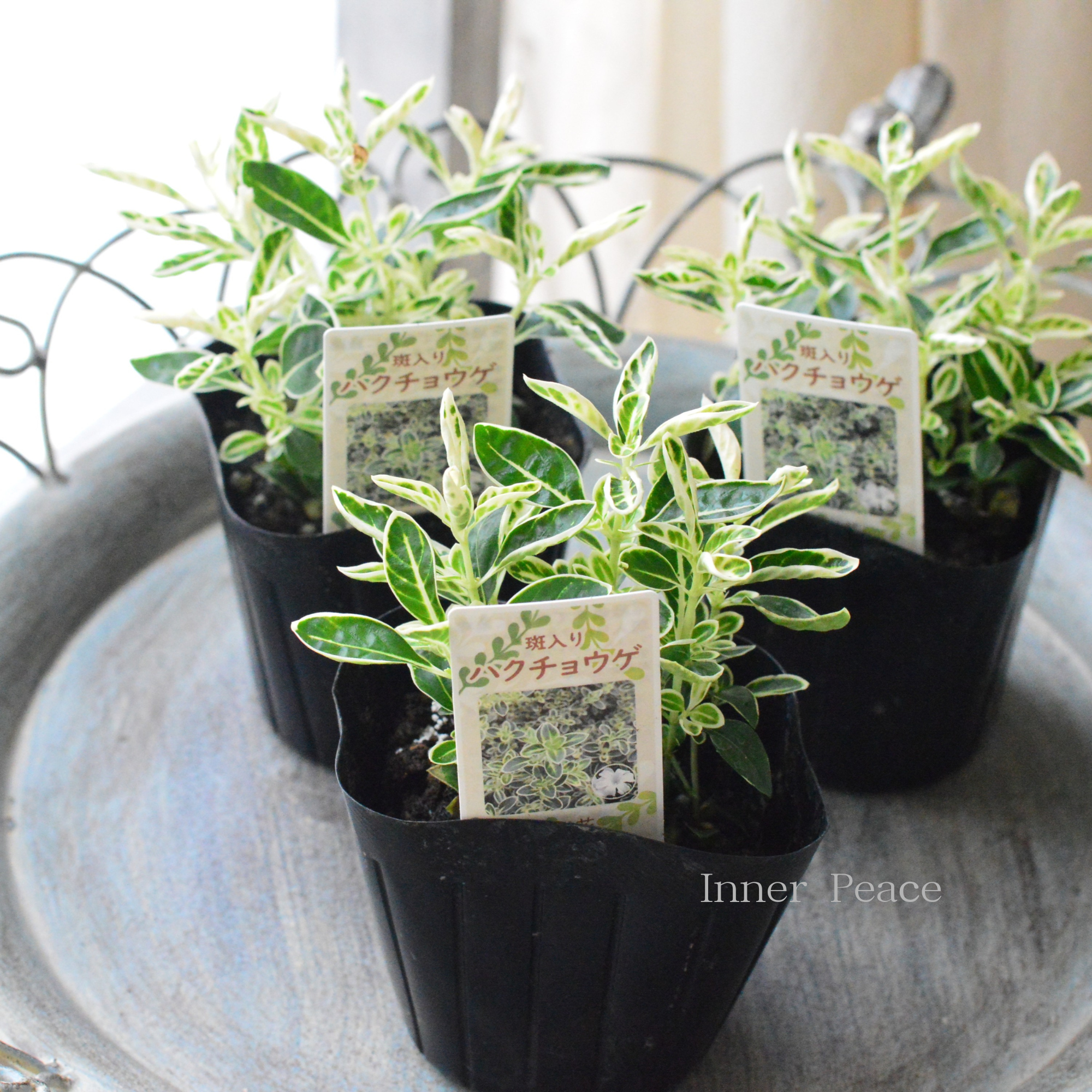 【寄せ植えに】　斑入りハクチョウゲ　　3寸POT