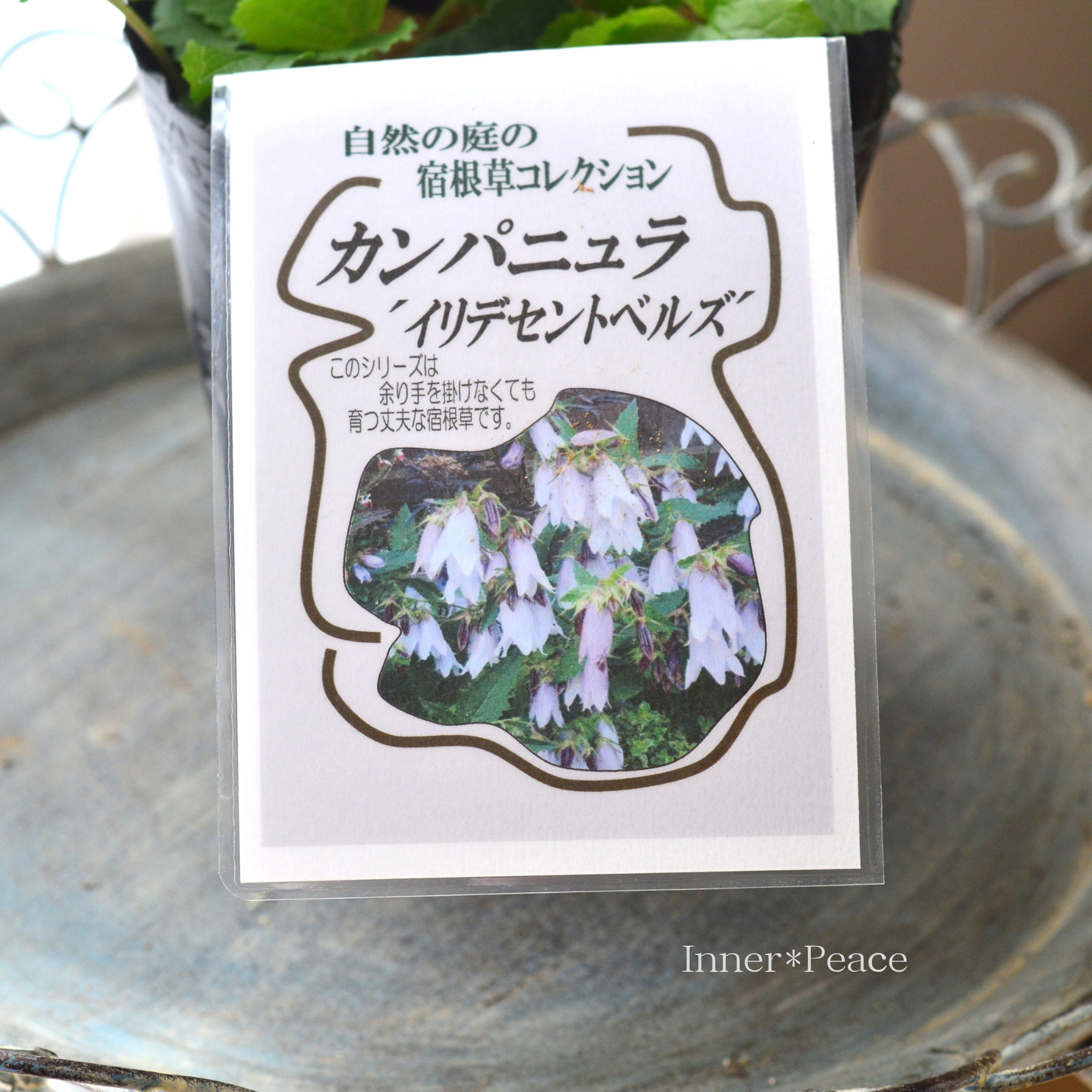 【宿根草】 カンパニュラ　『イリデセントベルズ』　植え込み用　4.5寸ロングPOT