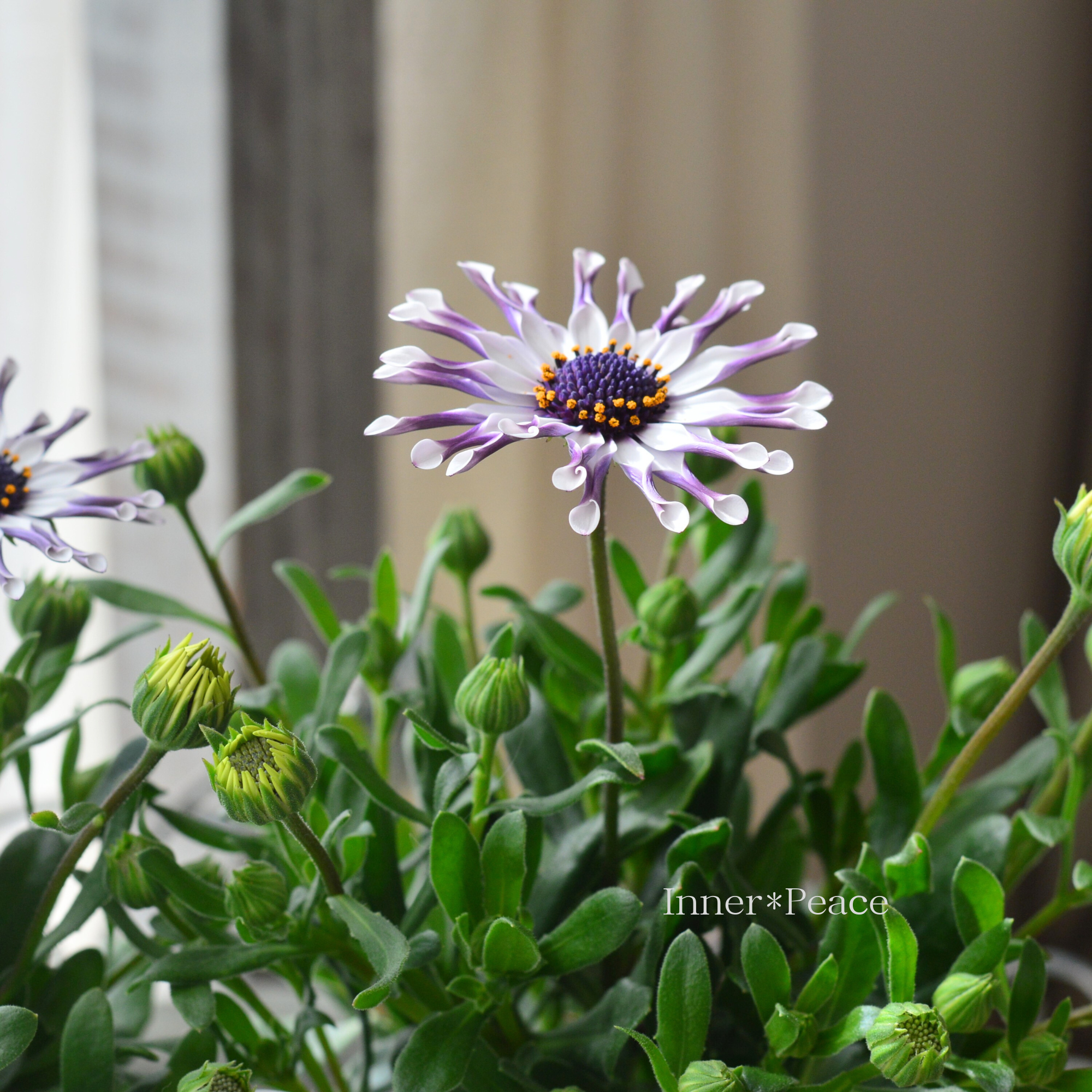 【スプーン咲き】 オステオスペルマム　『マルガリータ・ホワイト系』   3.5寸POT