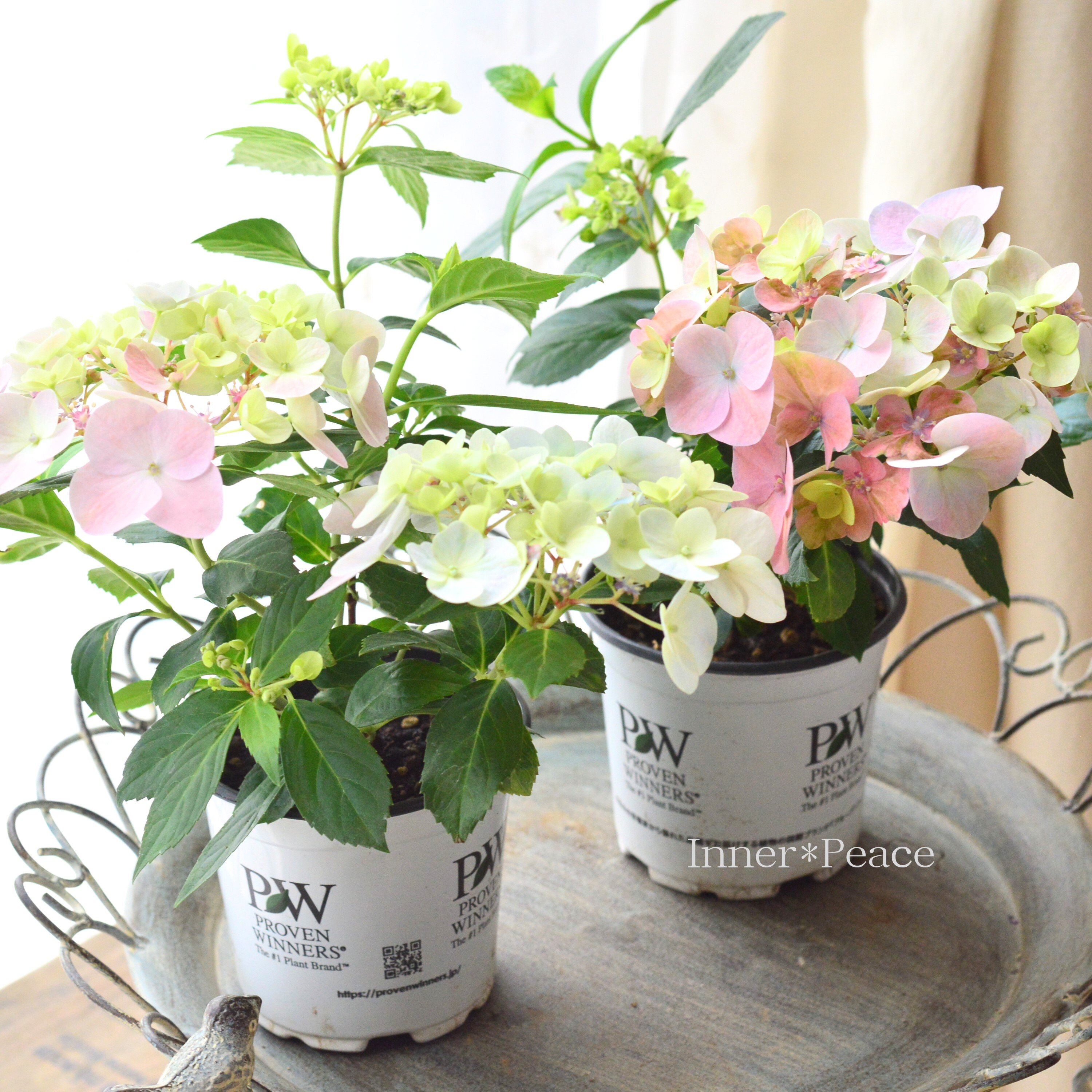 【PW】 紫陽花 ラグランジア 『オーロランジュ』　3.5寸硬質POT