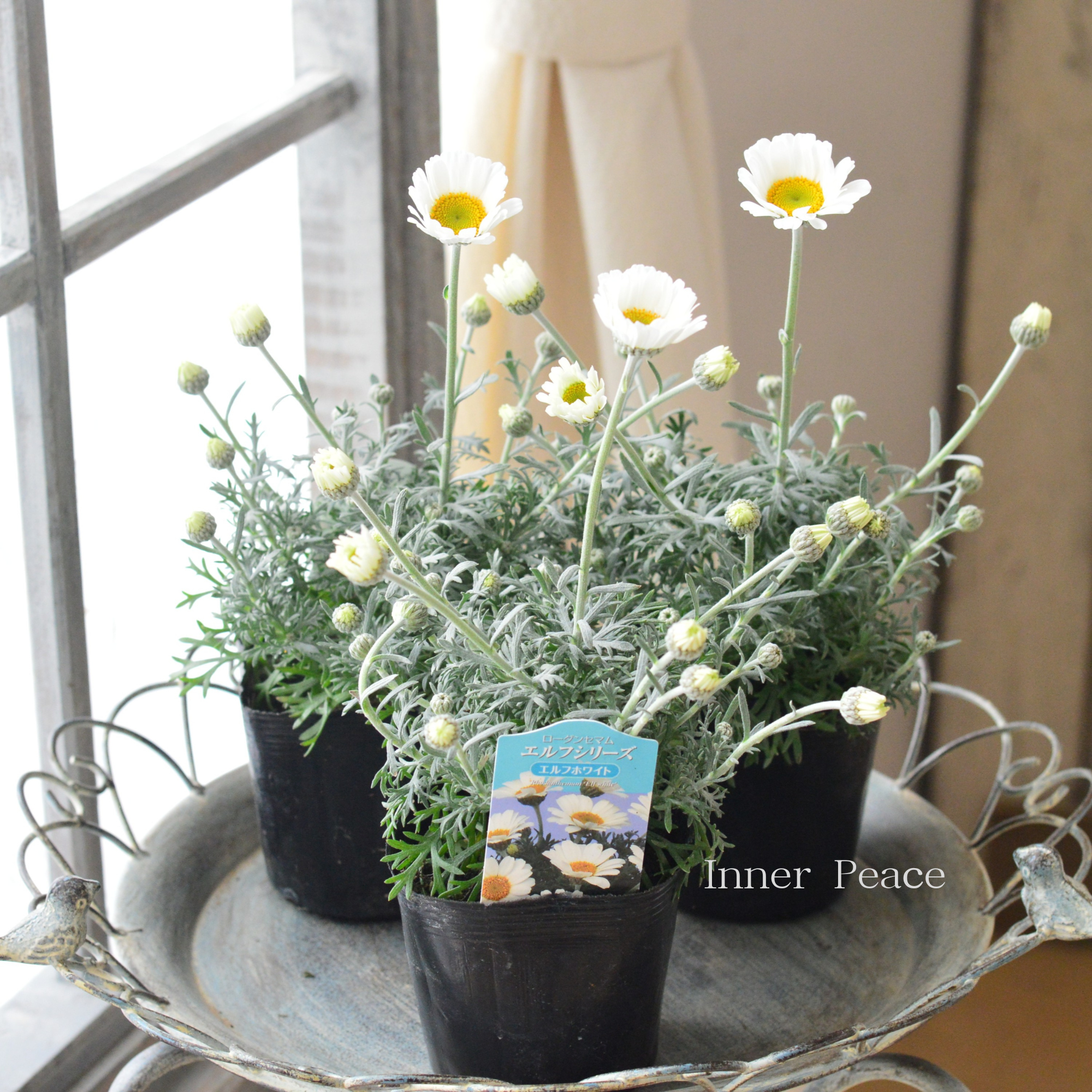 【大人かわいい】 ローダンセマム　『エルフホワイト』 　3.5寸ロングPOT