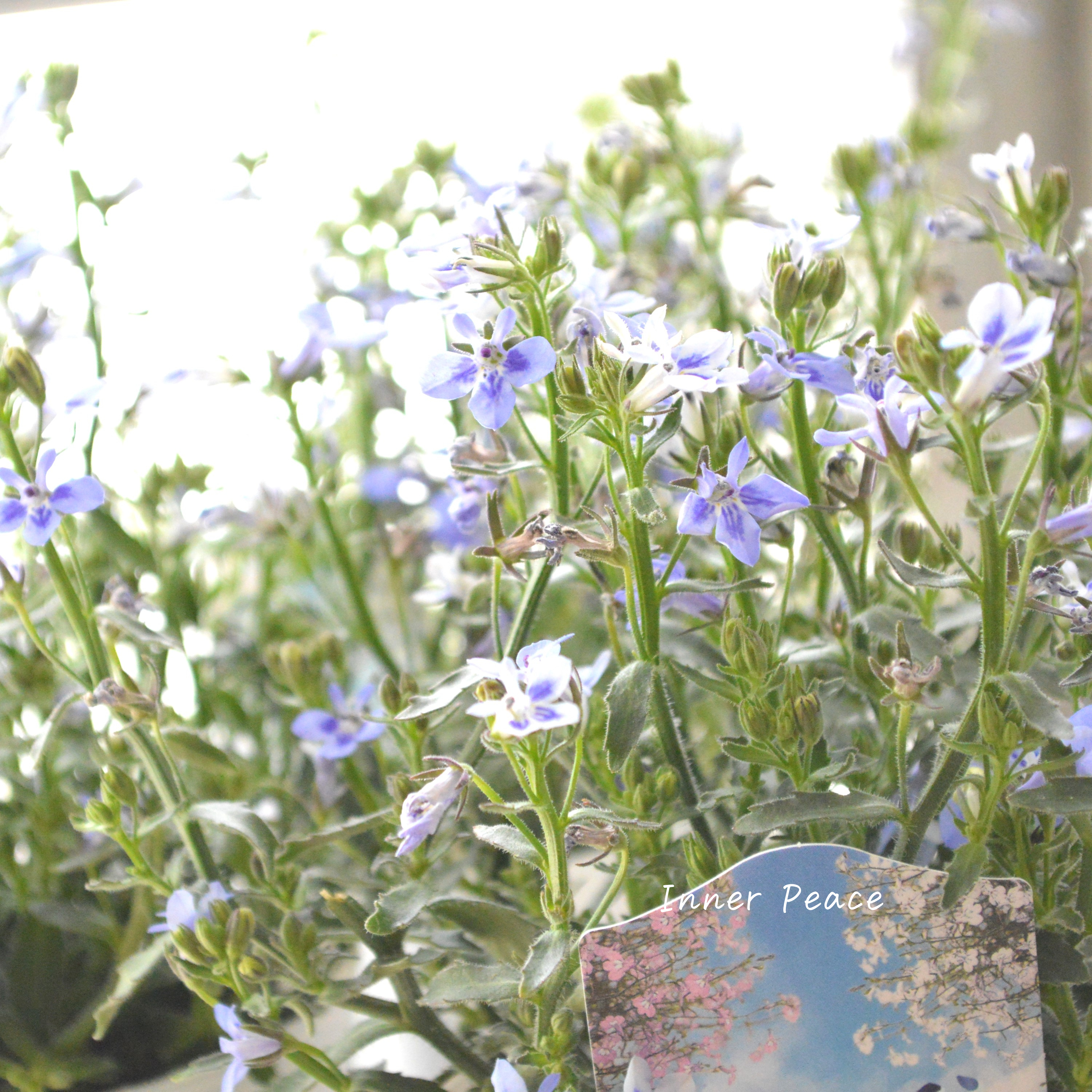 【松原園芸さん】 ロベリア 『空色てふてふ・青空ブルー』　3寸ロングPOT