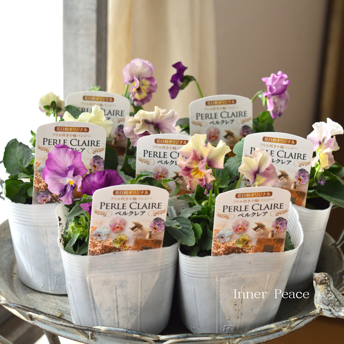 MIYABIさま　ＦＲ28♥花日和さん　フリルパンジー　ペルクレア 花日和さんのフリル咲き小輪パンジー「ペルクレア」お色お任せ♪＜指定