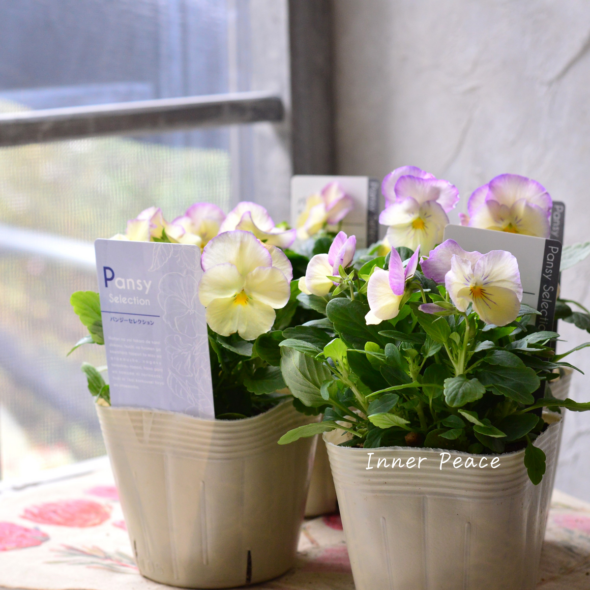 8a37e0515db2e2396cbd730e21ba29