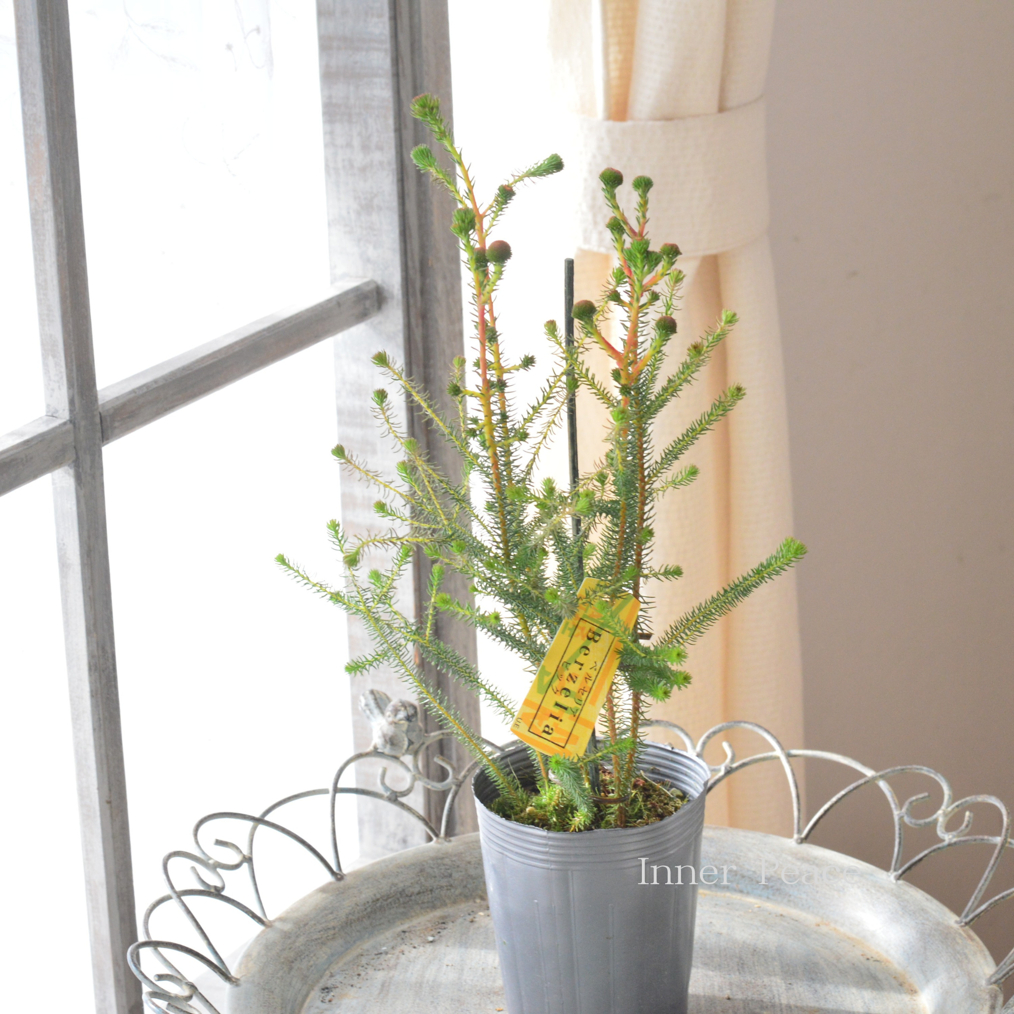 【個性的】 バーゼリア（ベルゼリア）　『ビック』　      3寸POT