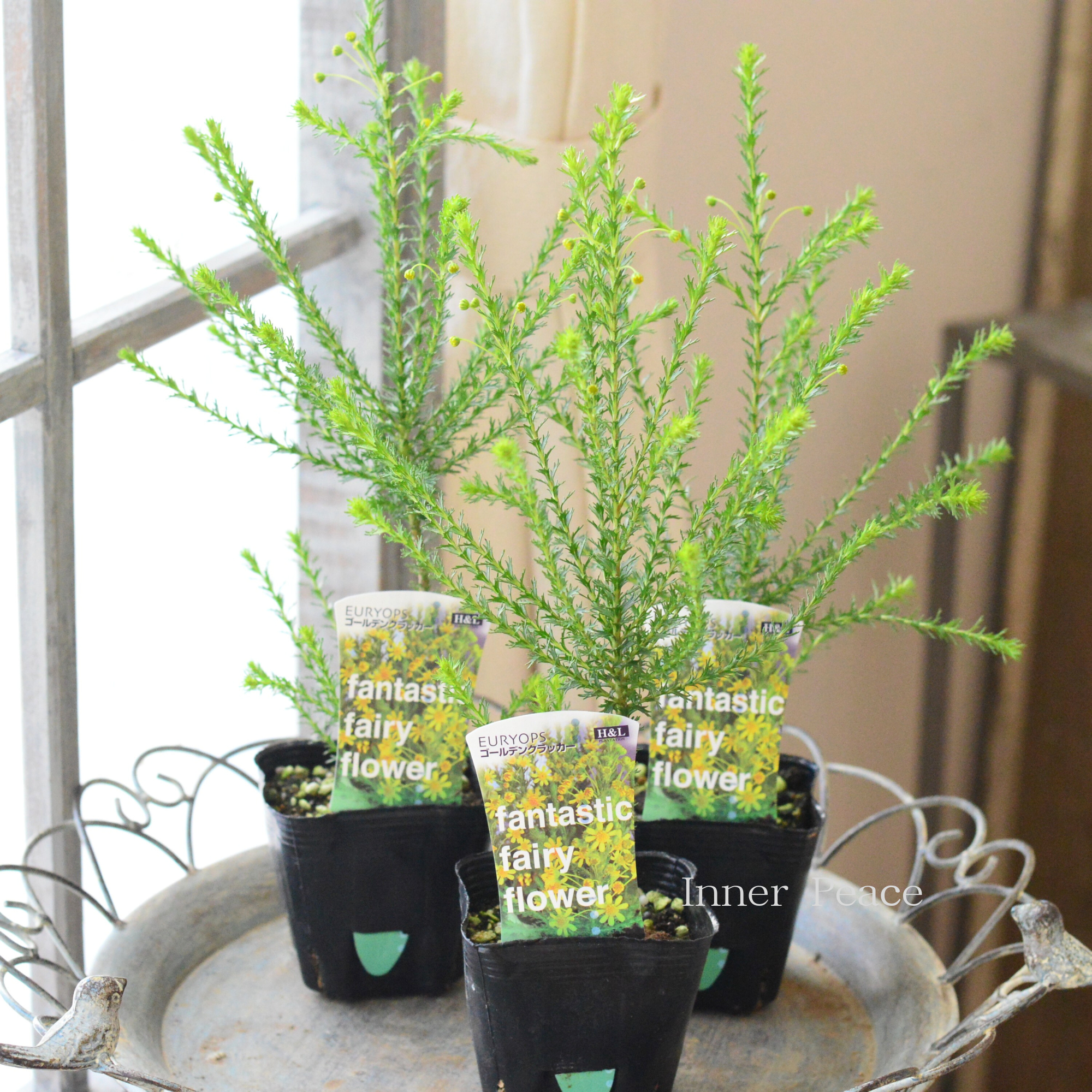 【冬に咲く】 ゴールデンクラッカー　3寸POT